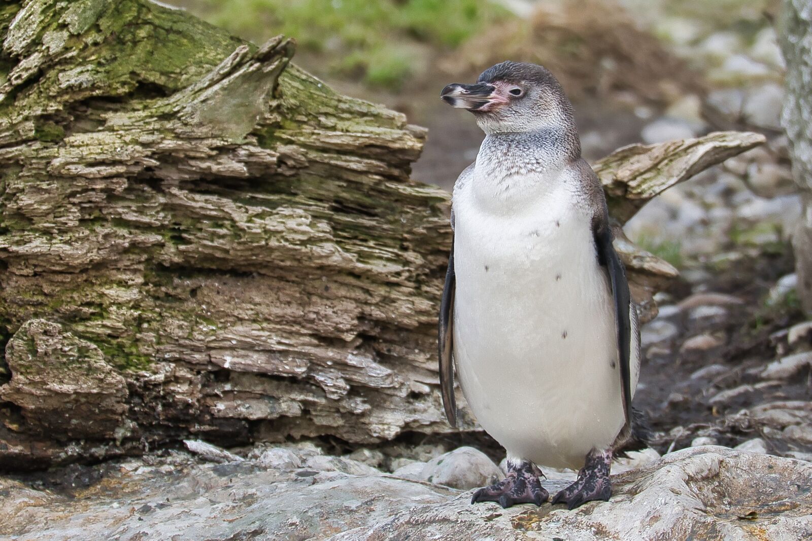 Nikon D5300 sample photo. Humboldt penguin, animal, zoo photography