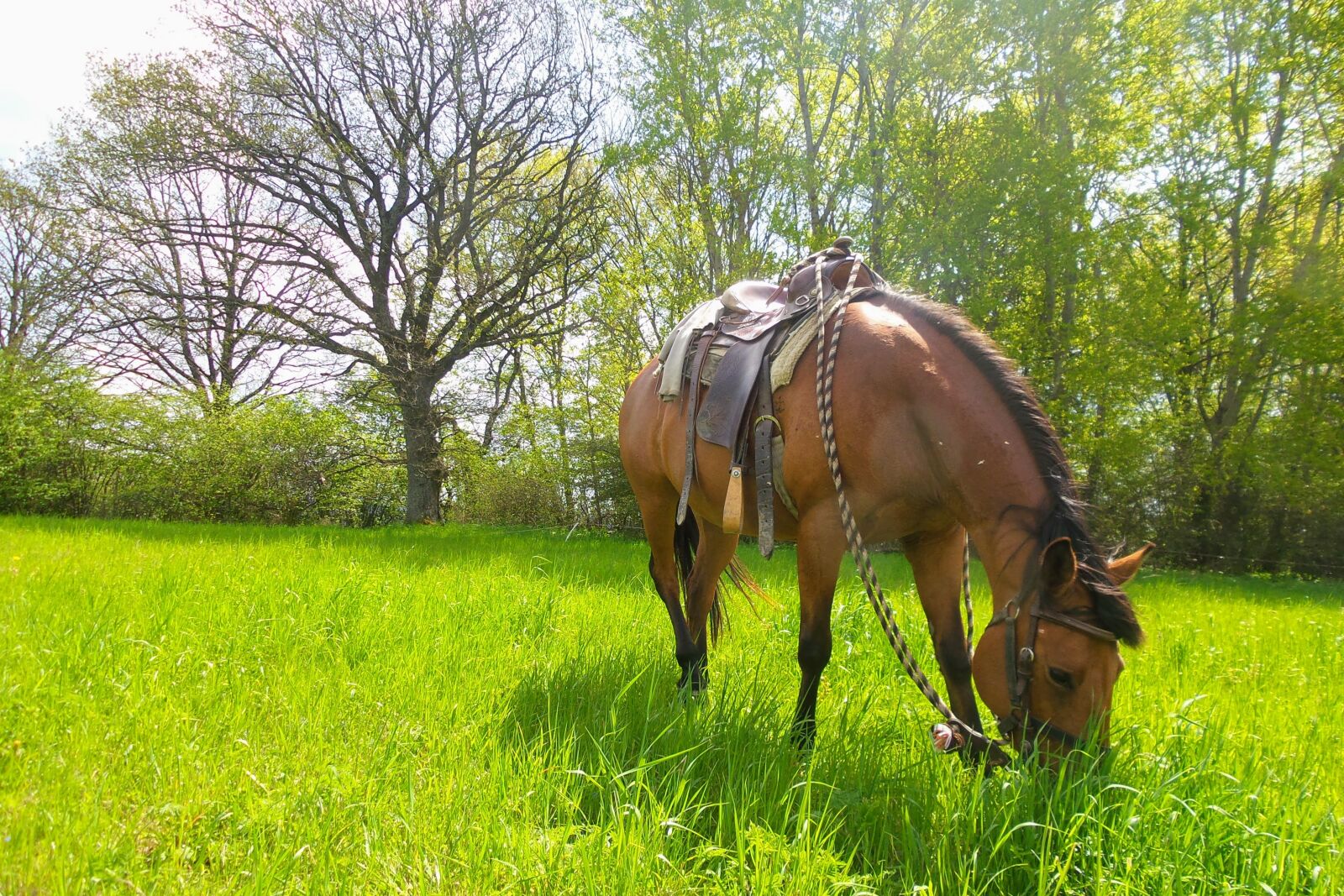 Samsung Galaxy S4 Zoom sample photo. Horse, meadow, trees photography