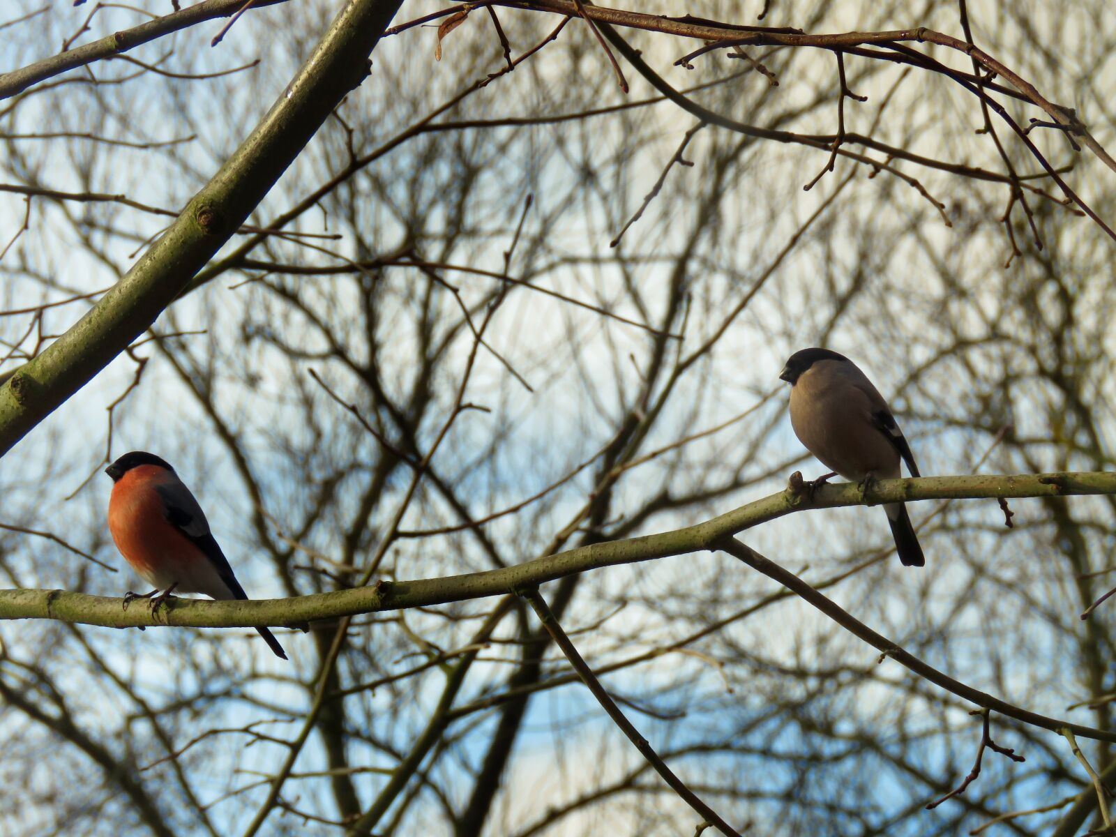 Canon PowerShot SX60 HS sample photo. Gimpel, bullfinch, pair photography