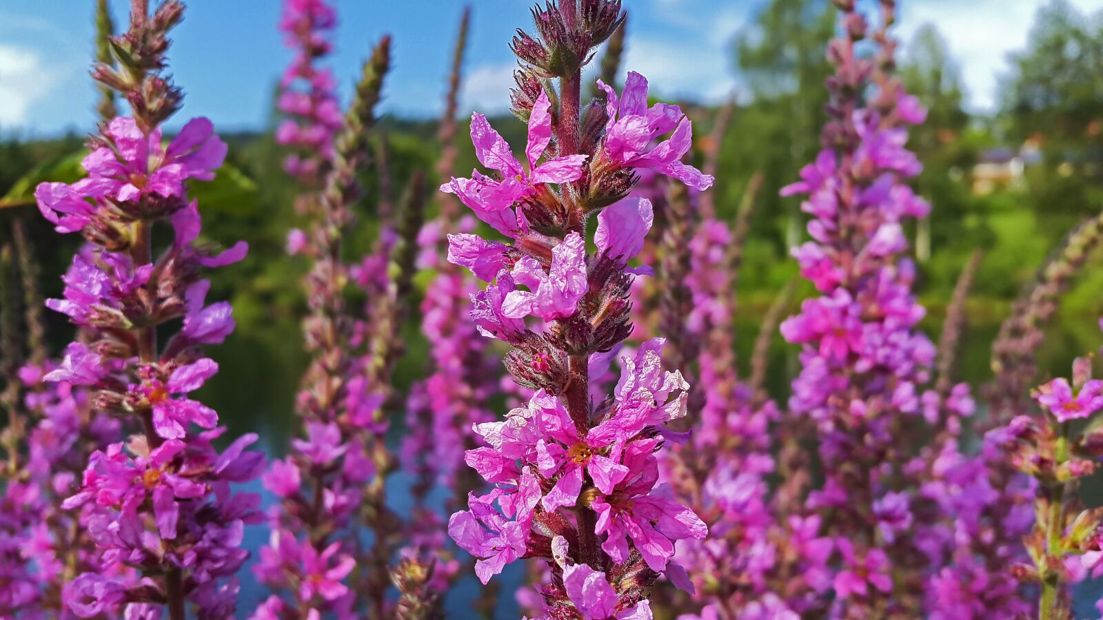 Samsung Galaxy Alpha sample photo. Flowers, purple, spring photography