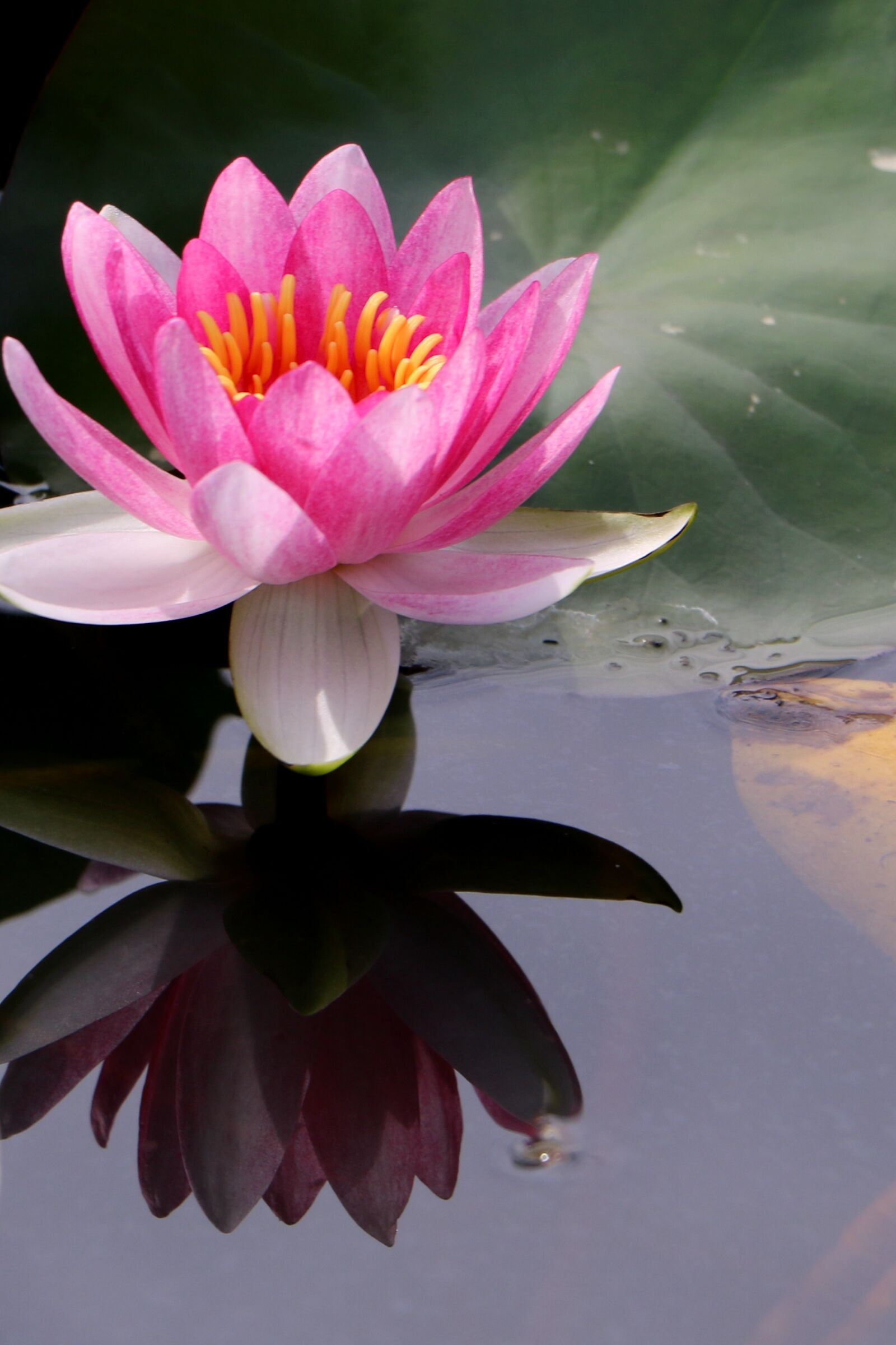 Canon EOS 750D (EOS Rebel T6i / EOS Kiss X8i) sample photo. China, flower, lotus photography