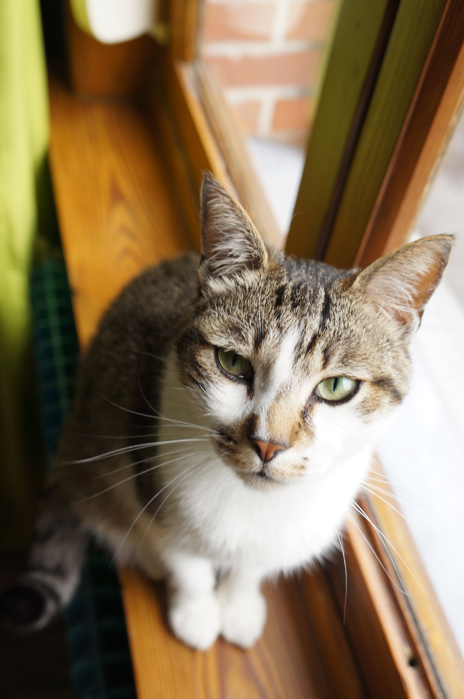 Sony Alpha NEX-5N + Sony E 18-55mm F3.5-5.6 OSS sample photo. Portrait, cute, cat photography