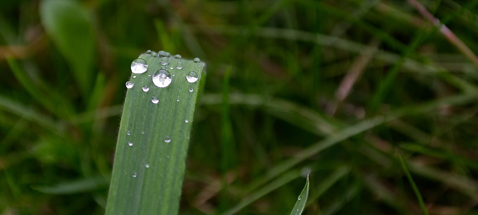 Nikon D3100 sample photo. Water, drop of water photography