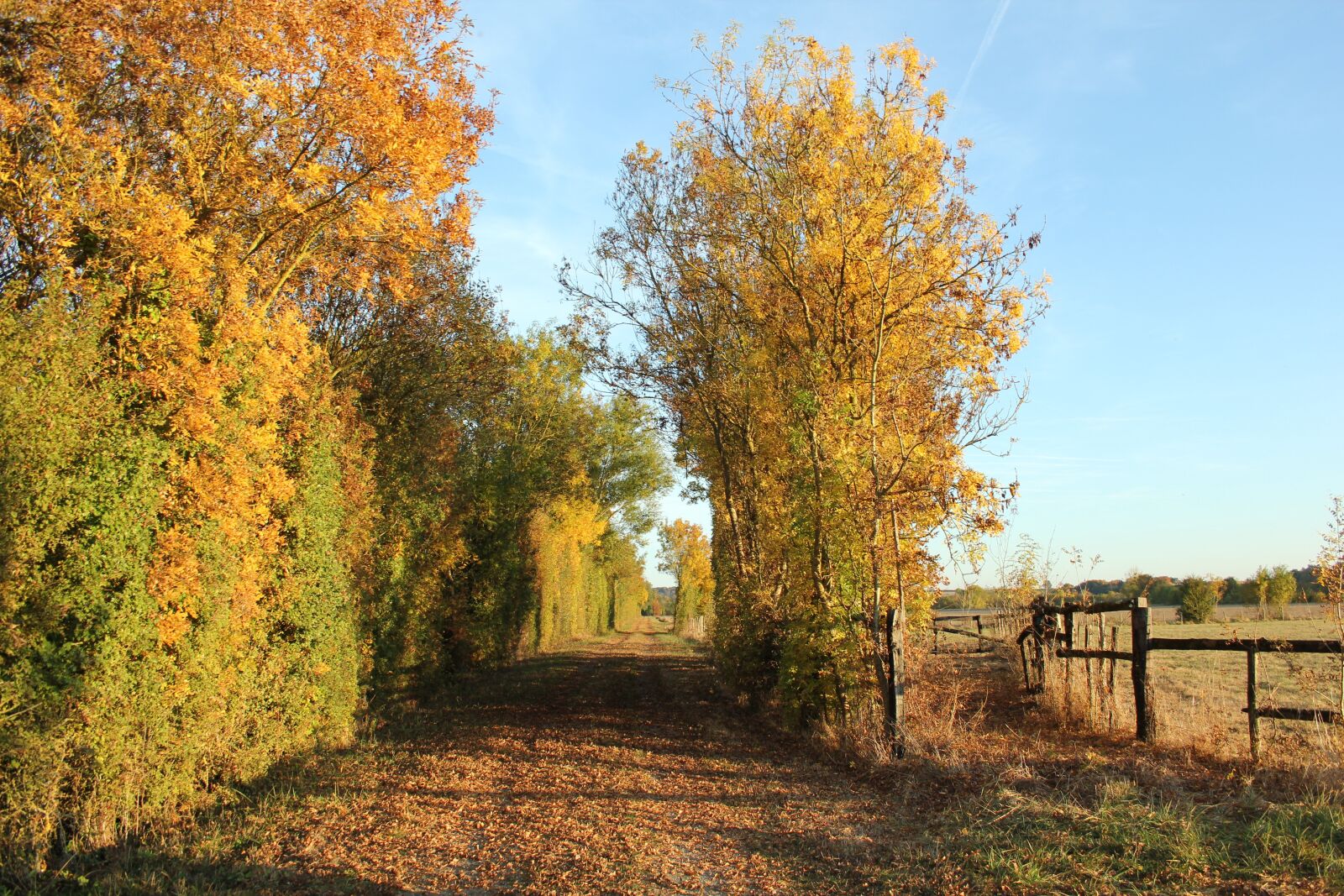 Canon EOS 550D (EOS Rebel T2i / EOS Kiss X4) sample photo. Autumn, france, countryside photography