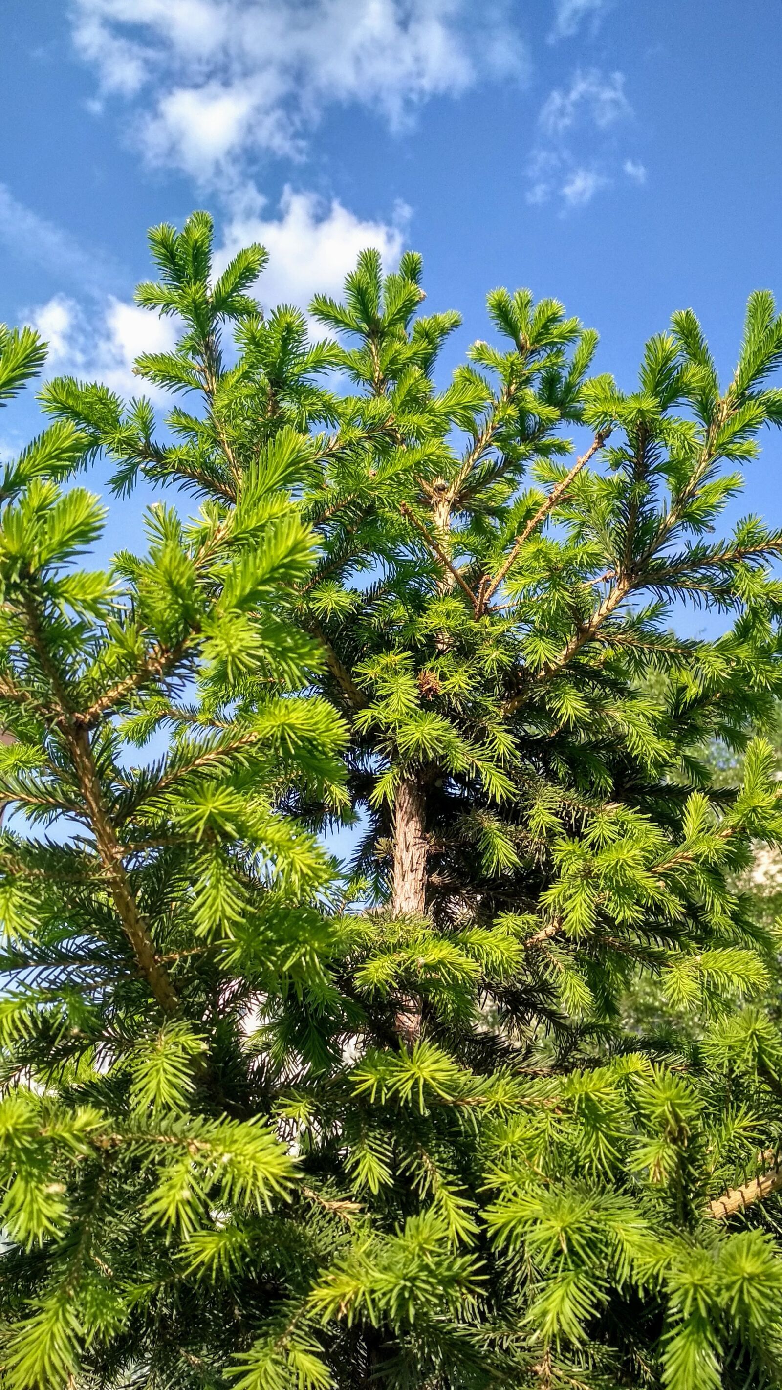 Xiaomi Redmi 4X sample photo. Green, blue, sky photography