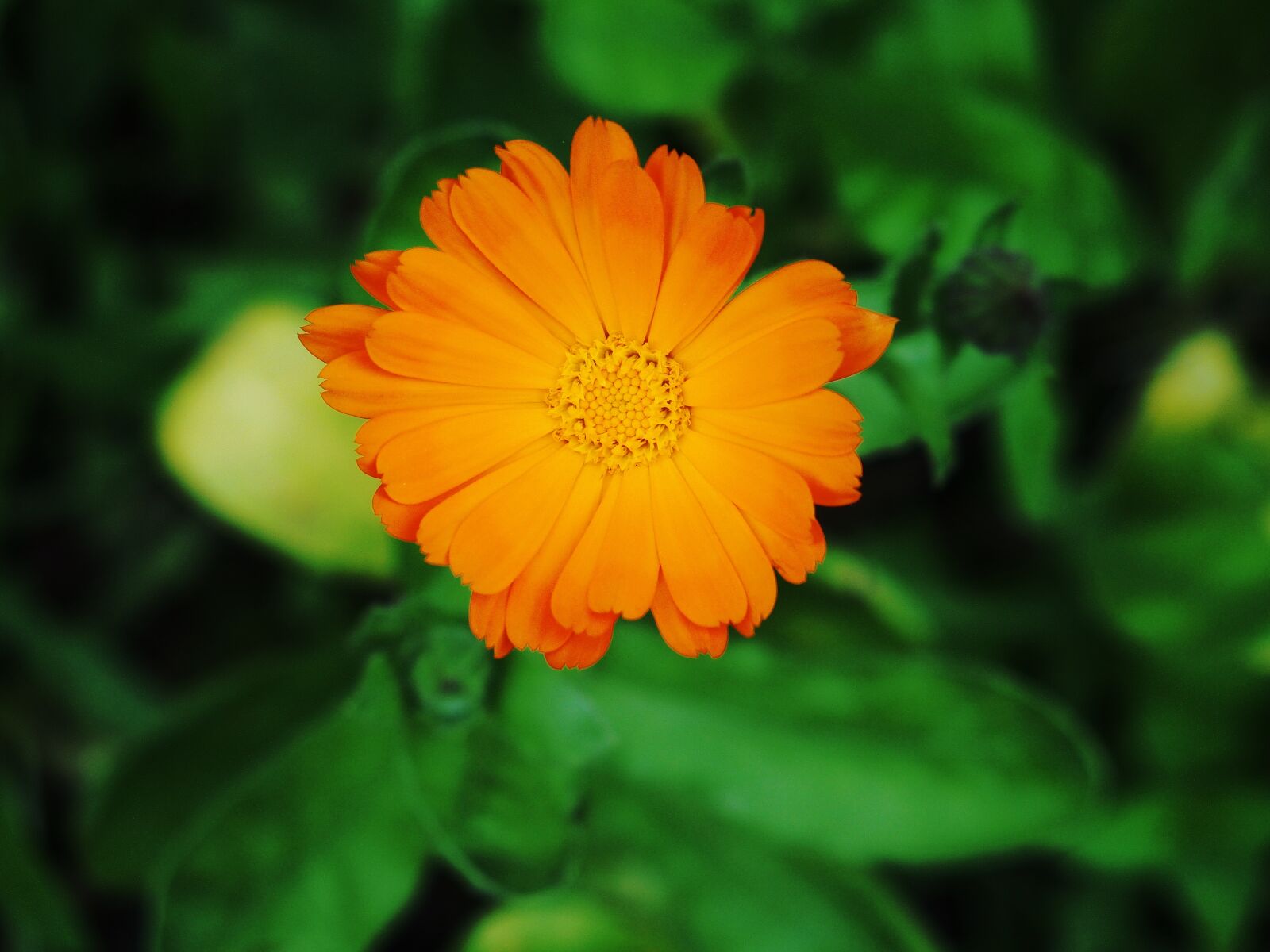 Olympus STYLUS1,1s sample photo. Garden, marigold, summer flower photography