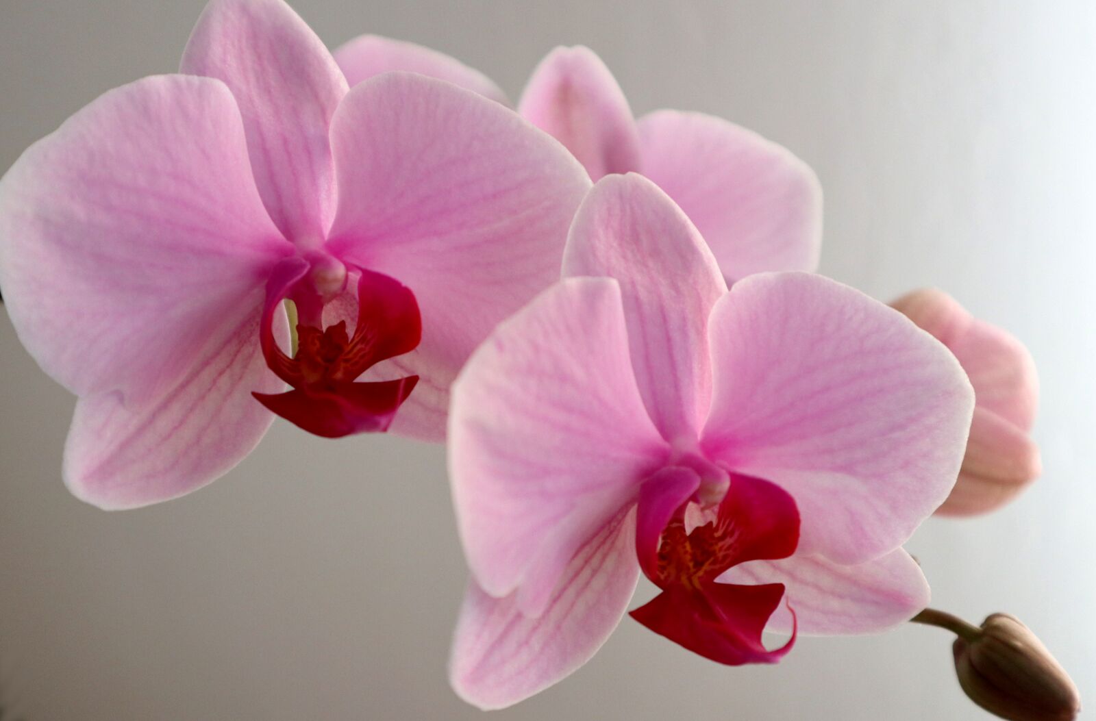 Canon EOS M100 sample photo. Orchid, phalaenopsis, flower photography