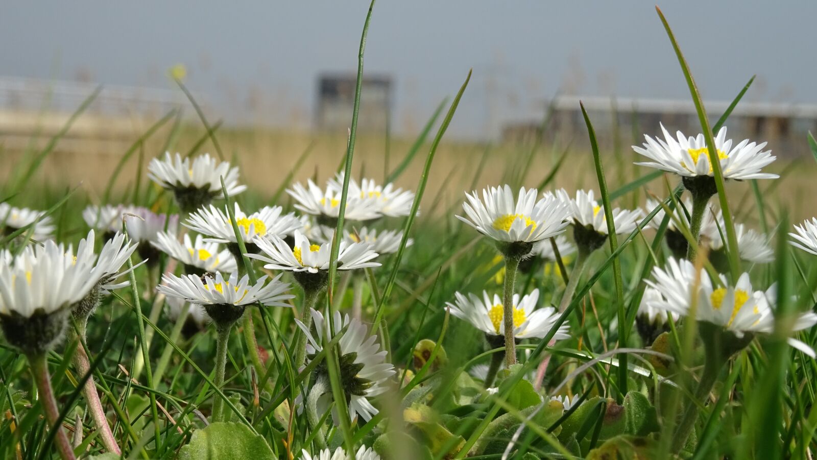 Sony DSC-HX60 sample photo. Daisies, white, flowers photography