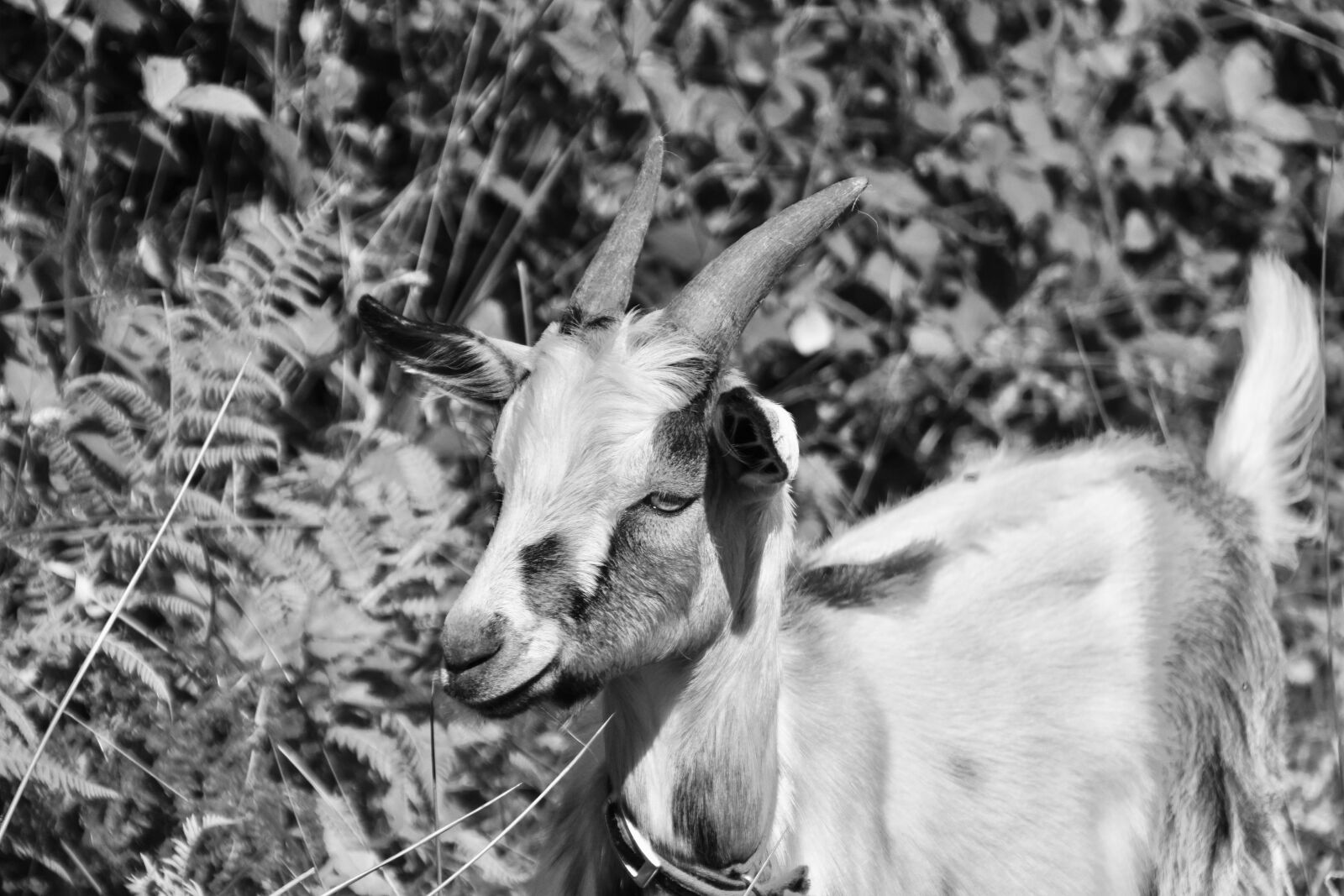 Nikon D5600 sample photo. Goat, goat horns, photo photography