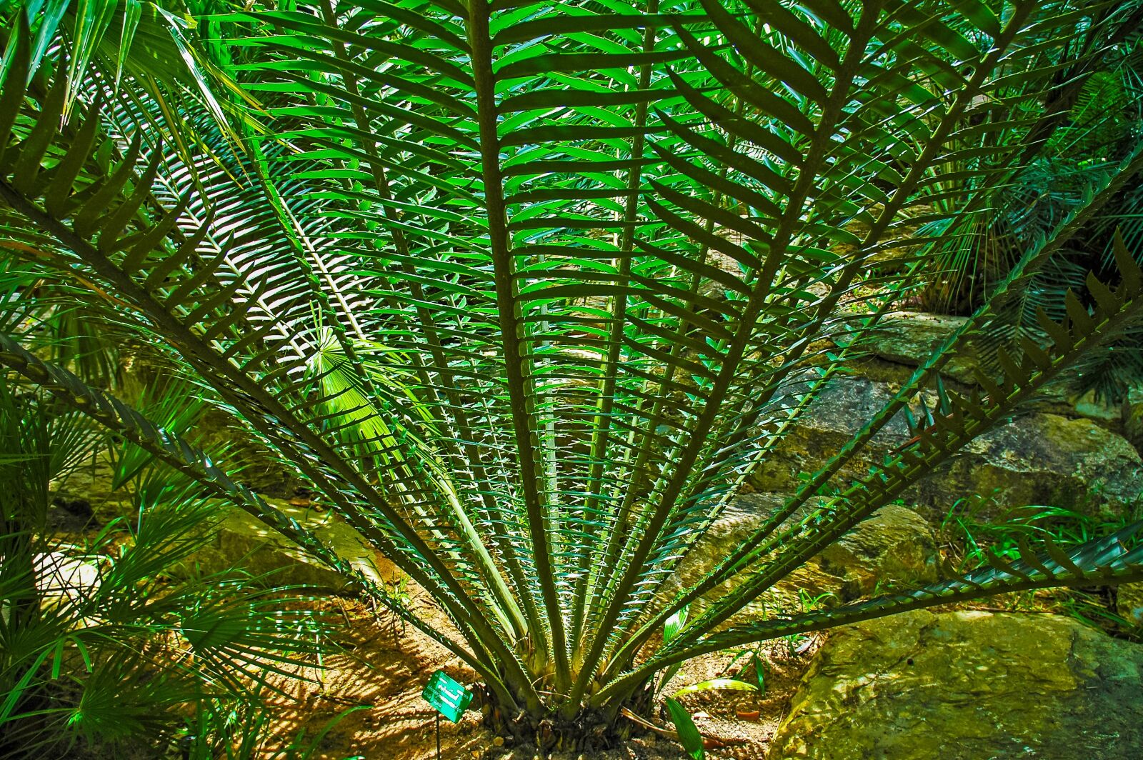 Nikon D70 sample photo. Palm, prickly, green photography