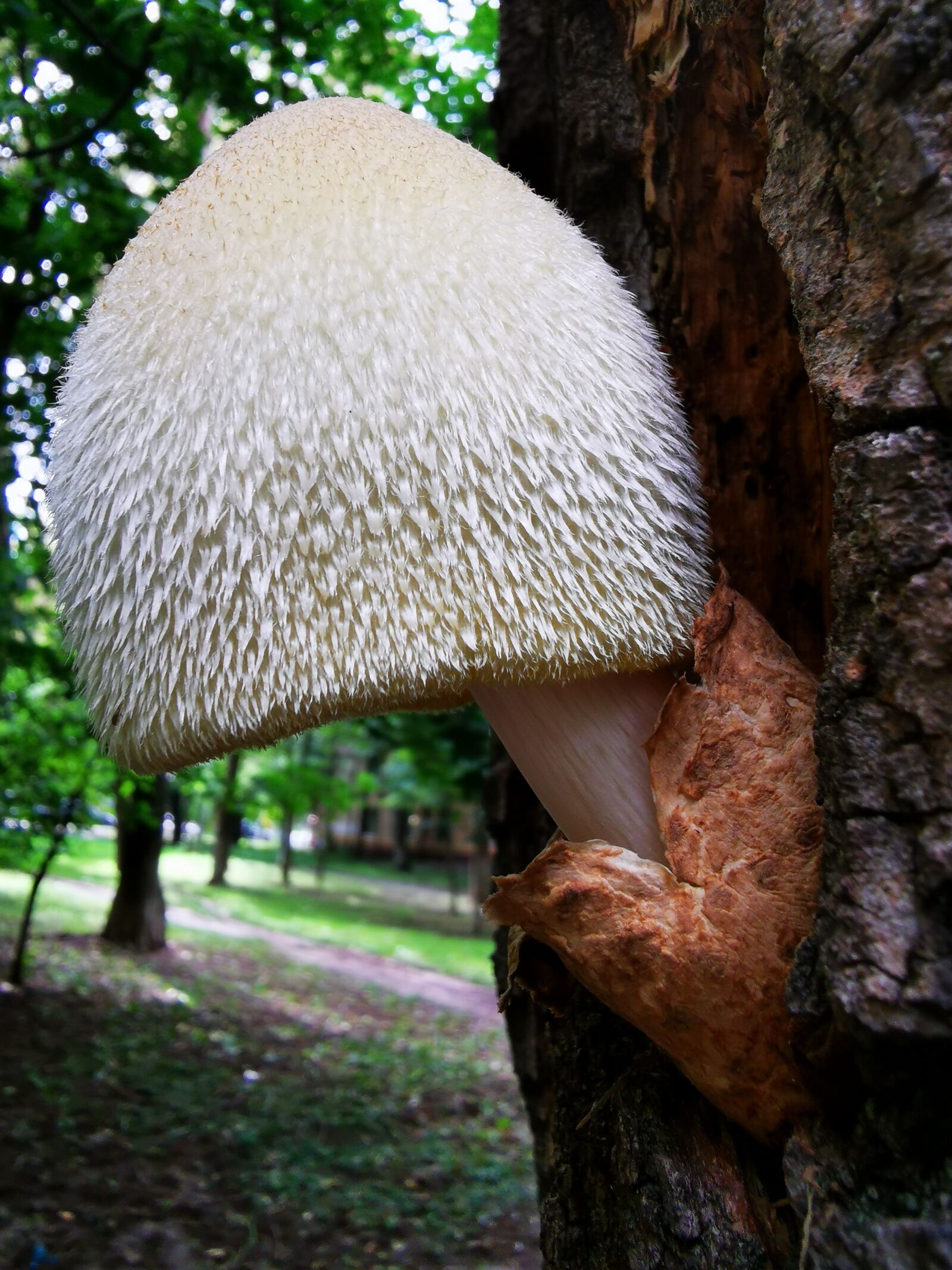 HUAWEI P30 Pro sample photo. Mushrooms, miracle, summer photography
