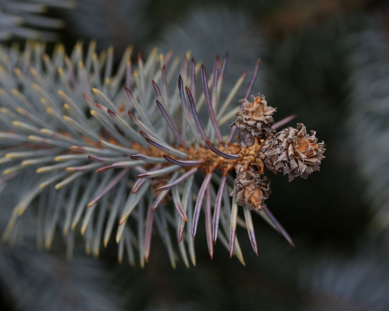 Canon EF-S 60mm F2.8 Macro USM sample photo. Brad, flower, inflorescence photography