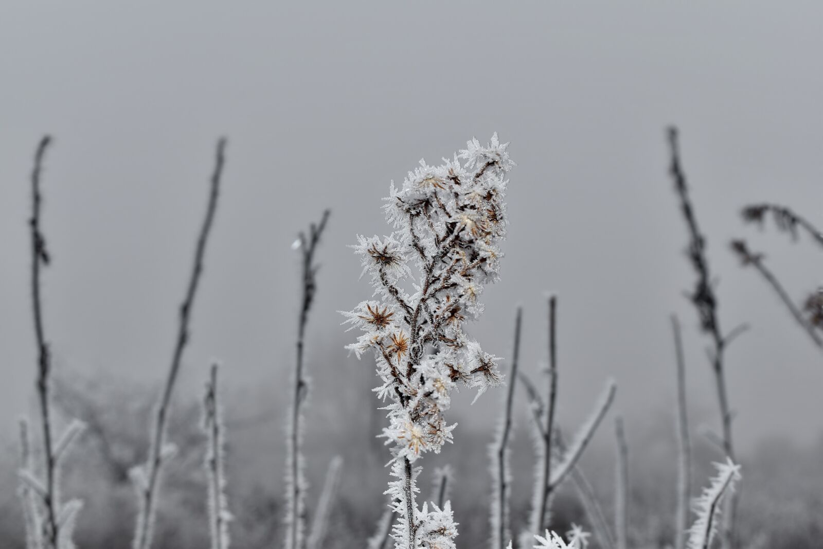Nikon D5500 sample photo. Cold, fog, frost, meadow photography