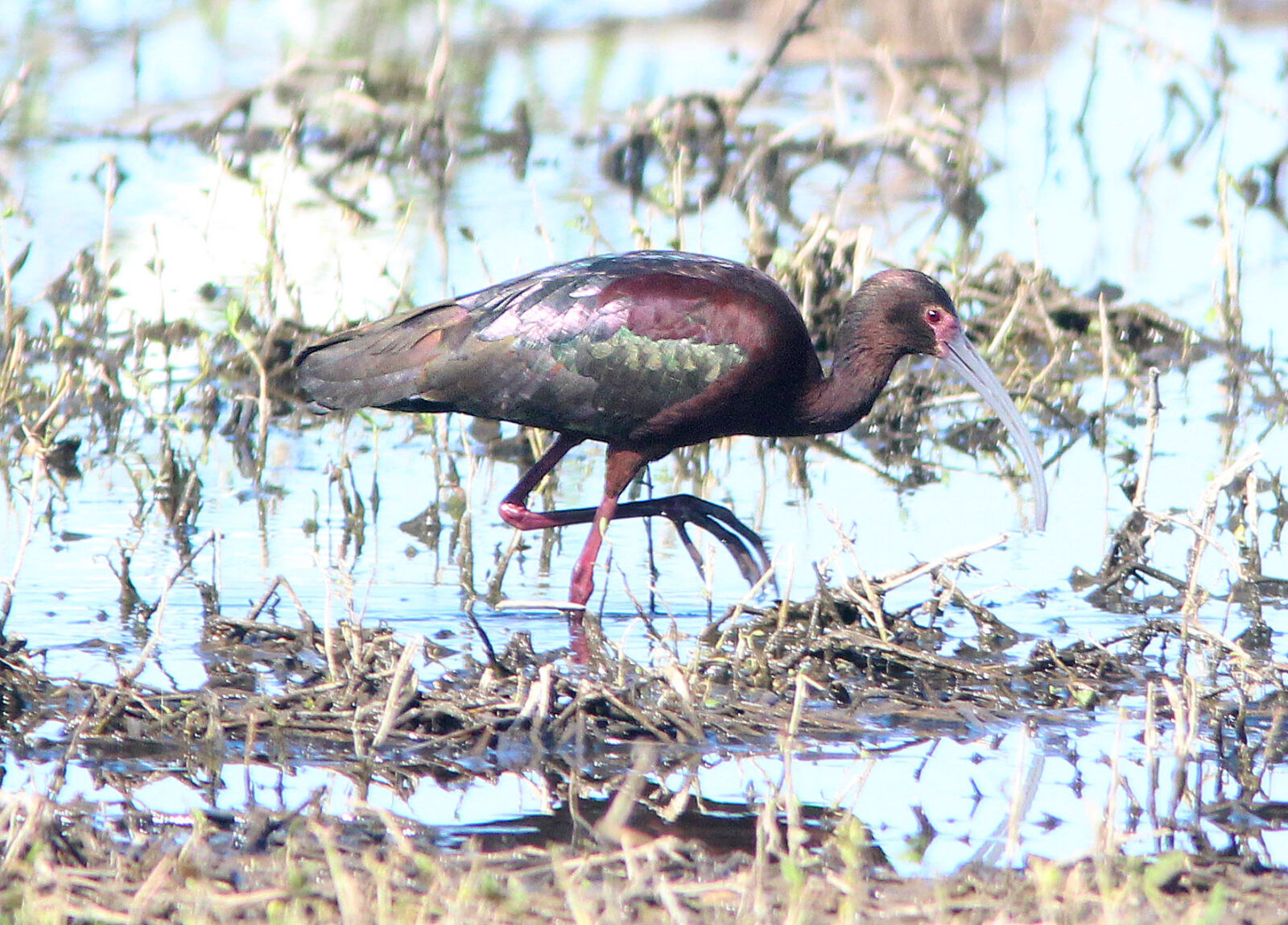 Canon EF 300mm F4L IS USM sample photo