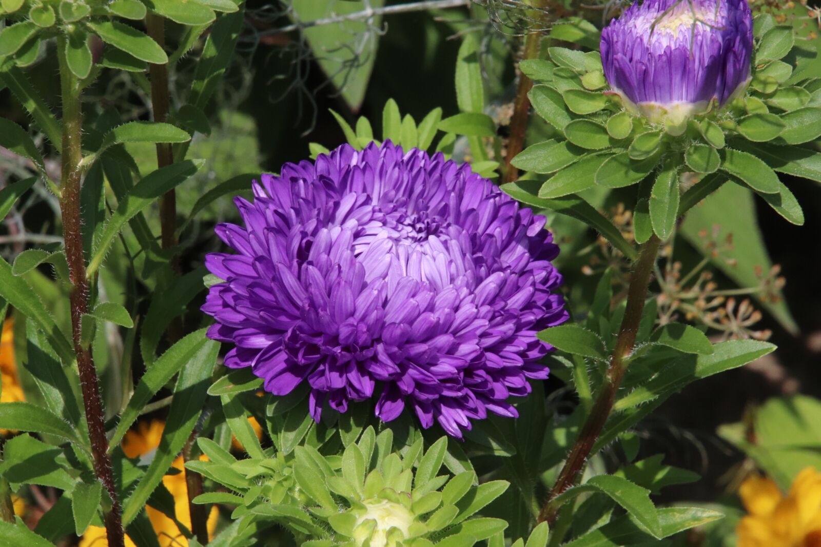 Canon EOS 800D (EOS Rebel T7i / EOS Kiss X9i) sample photo. Dahlias, violet, blossomed photography