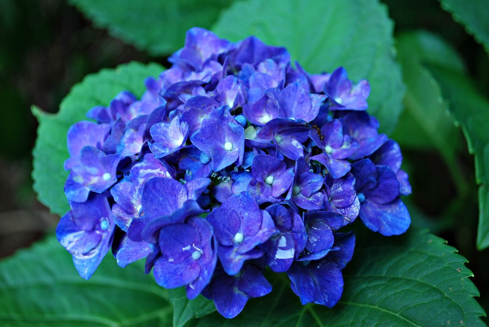 Nikon D60 sample photo. Blue hydrangea flower, hydrangea photography