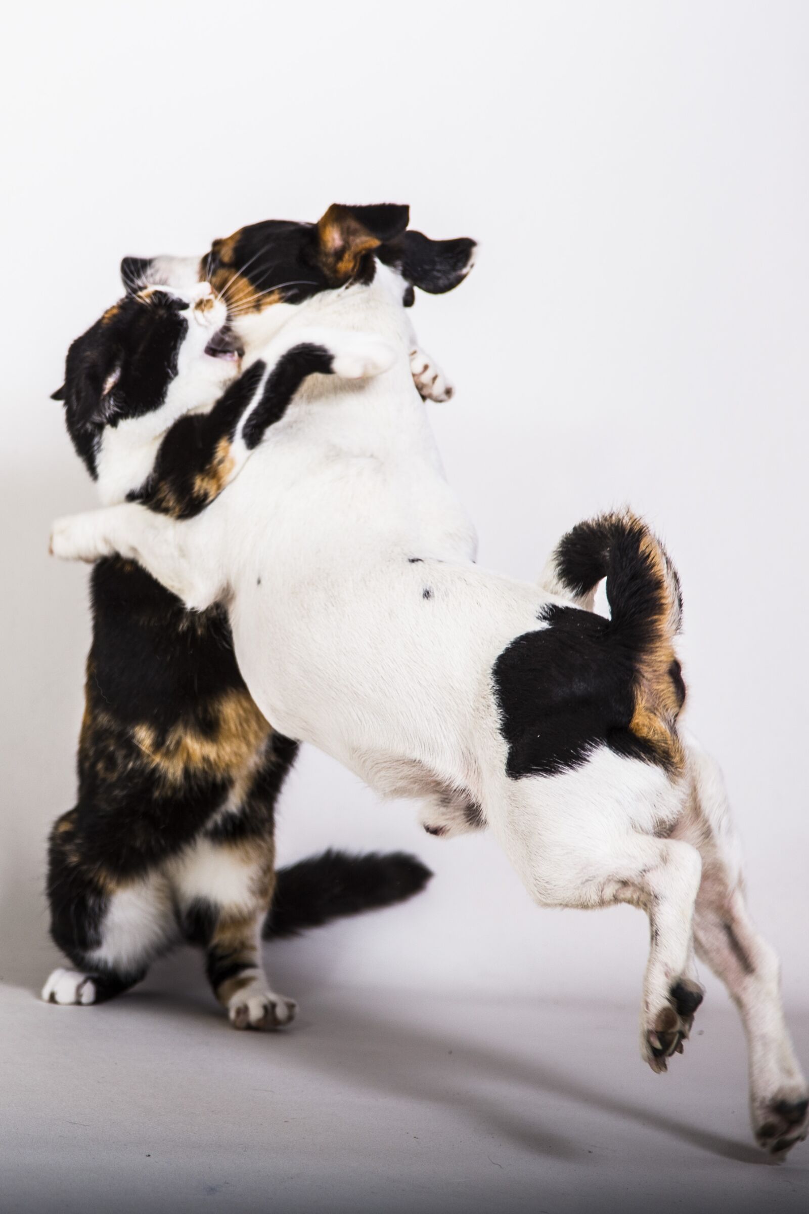 Canon EOS 6D + Canon EF 24-105mm F4L IS USM sample photo. Dierenhond and cat, quarrel photography