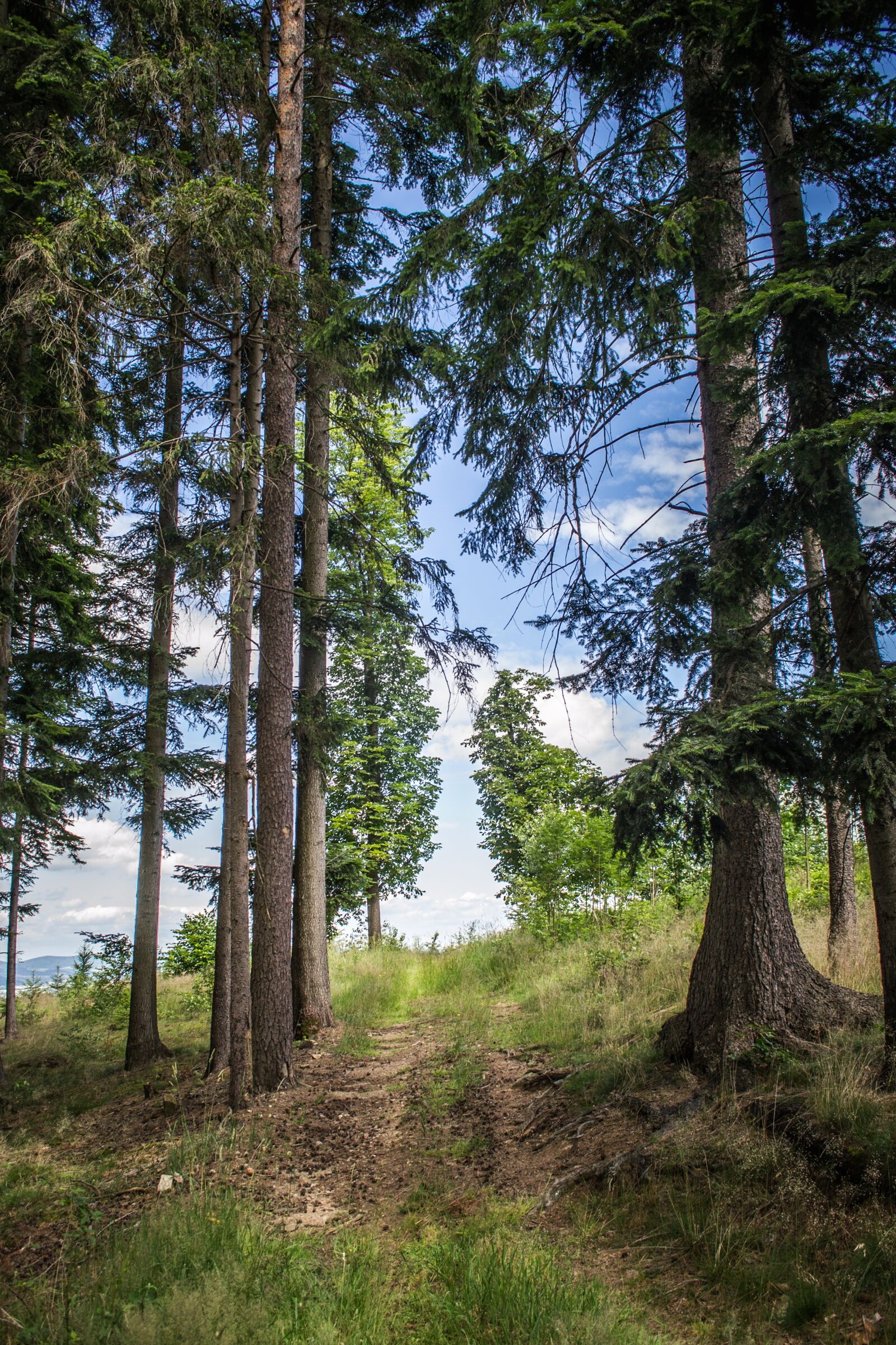 Nikon D3100 sample photo. Horizon, forest, trees photography