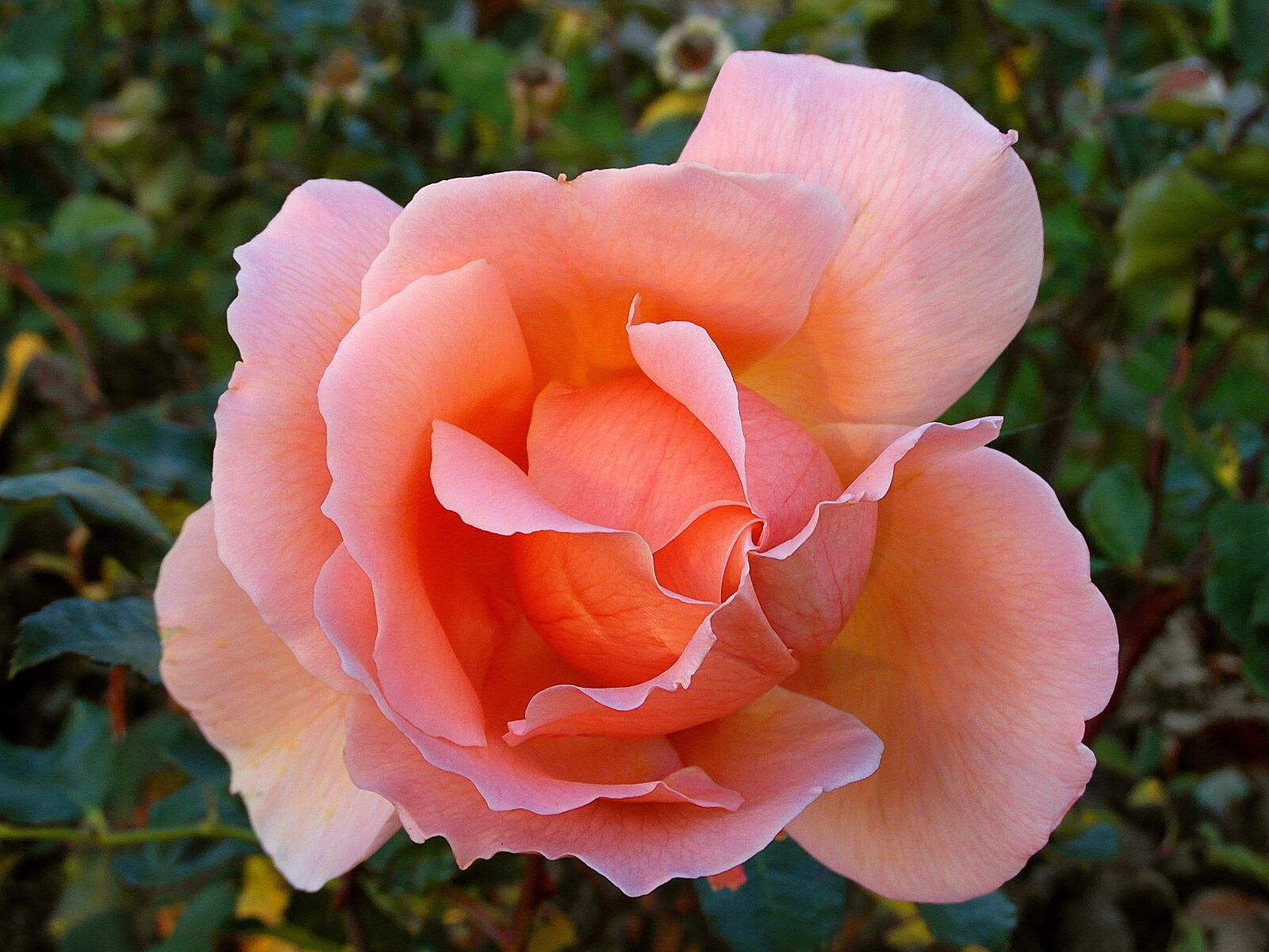 Samsung WB750 sample photo. Rose, flower, pink photography