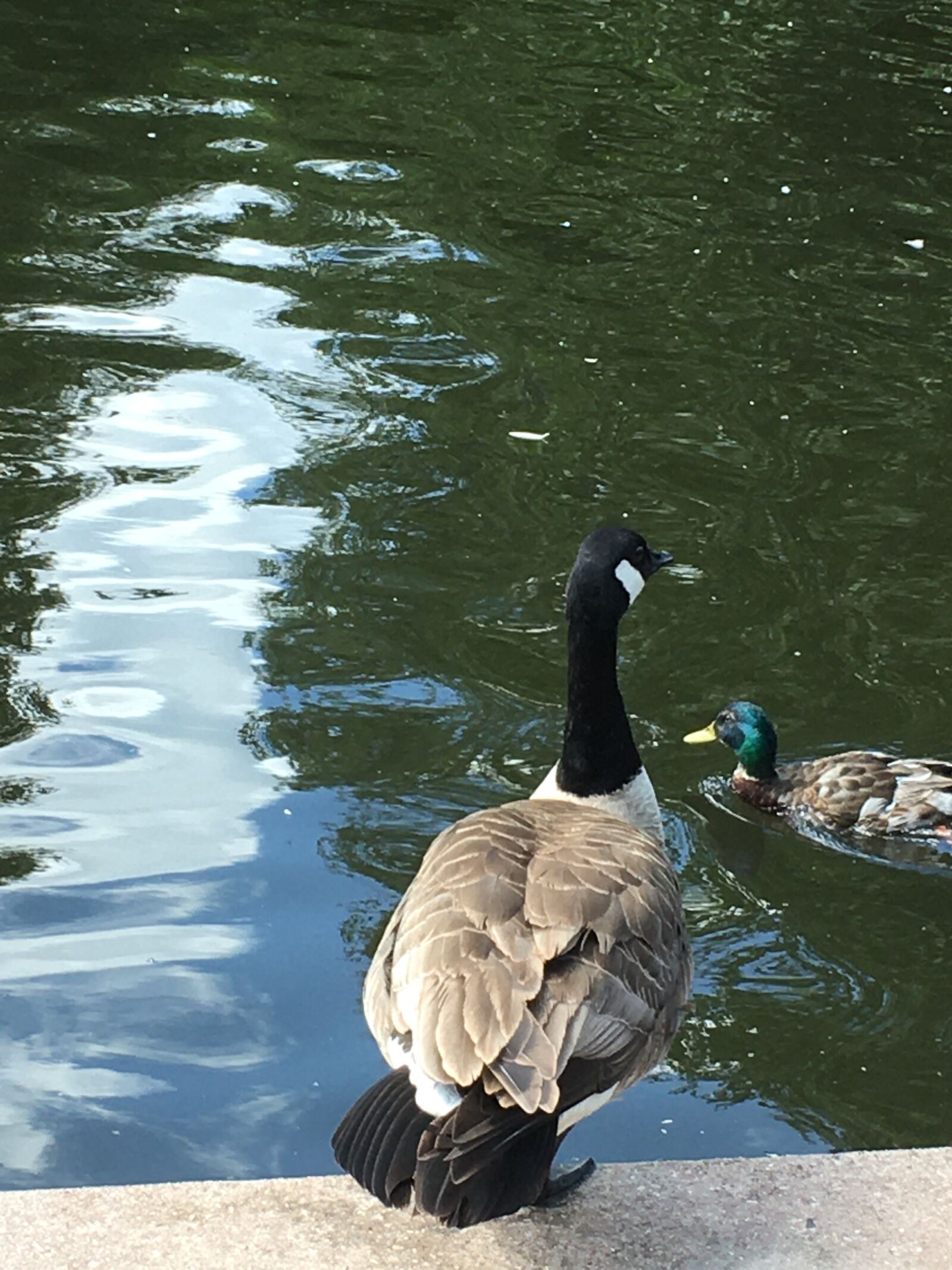 iPhone 6s back camera 4.15mm f/2.2 sample photo. Pond, nature, water photography