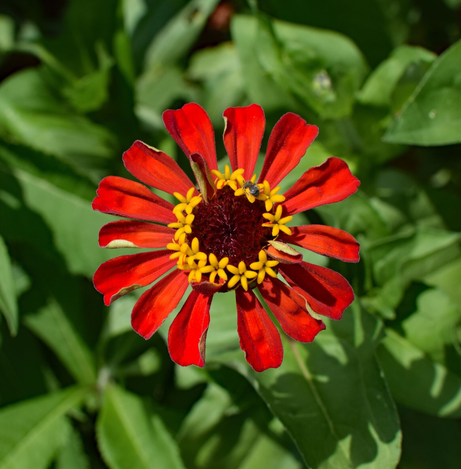 Nikon D3300 sample photo. Red zinnia, flower, blossom photography