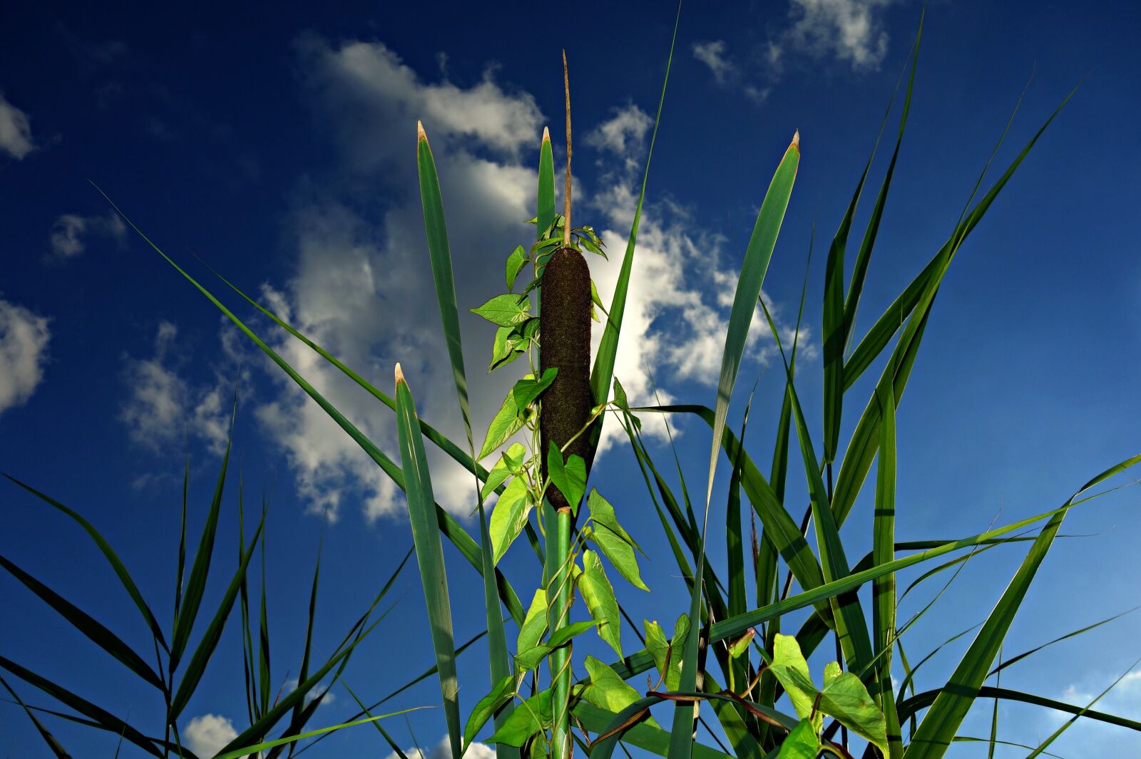 Sony Cyber-shot DSC-RX100 sample photo. Bulrush, cattail, reedmace photography