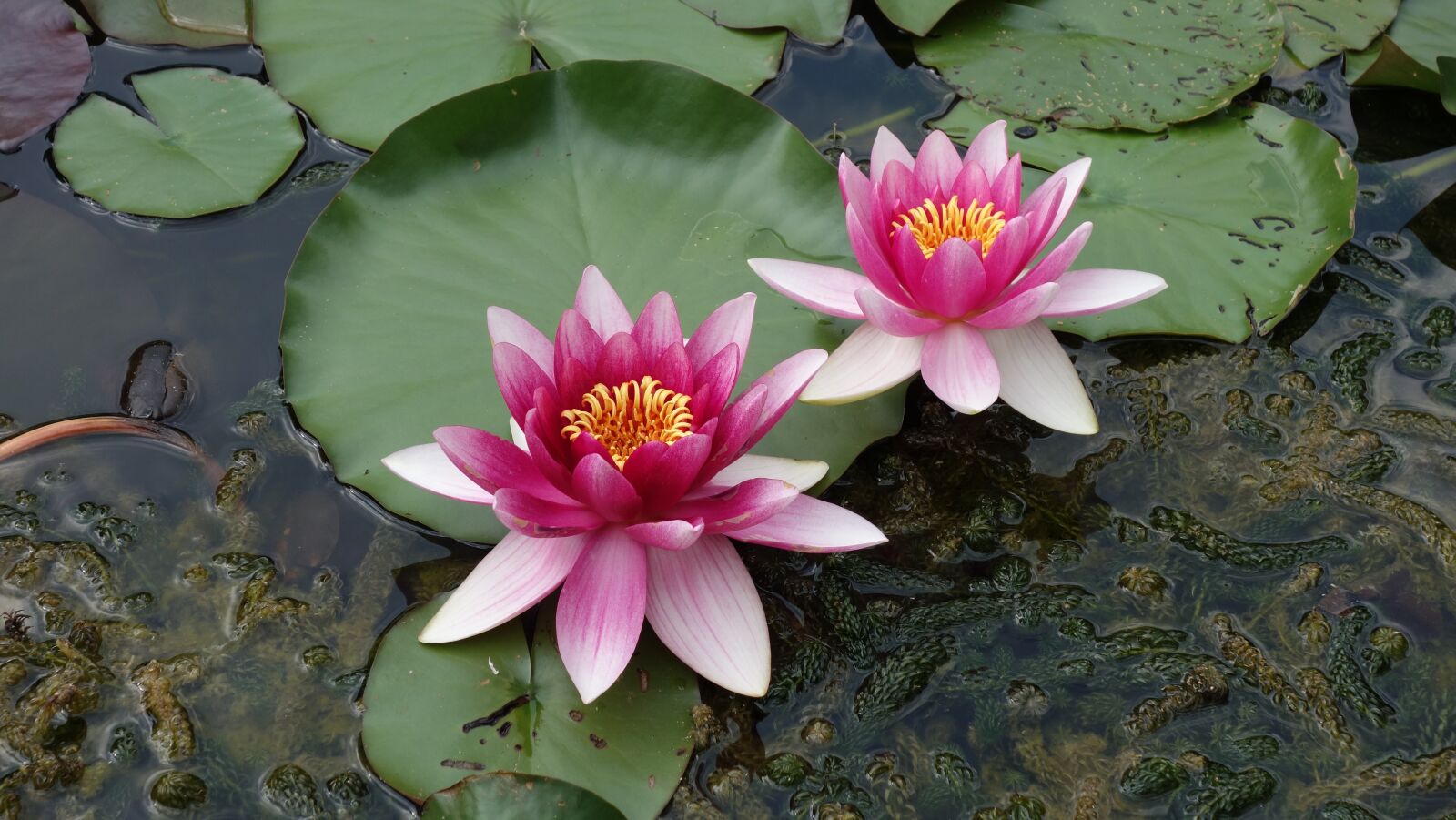 Sony Cyber-shot DSC-RX100 sample photo. Pond, water, green photography
