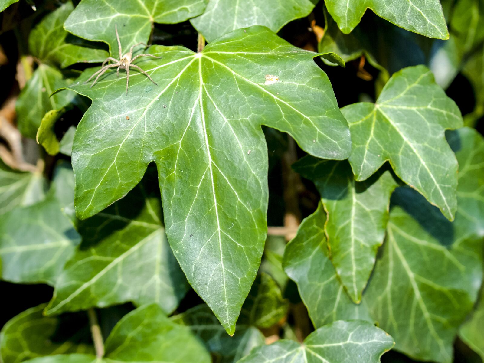 Olympus E-3 sample photo. Ivy, leaf, garden photography