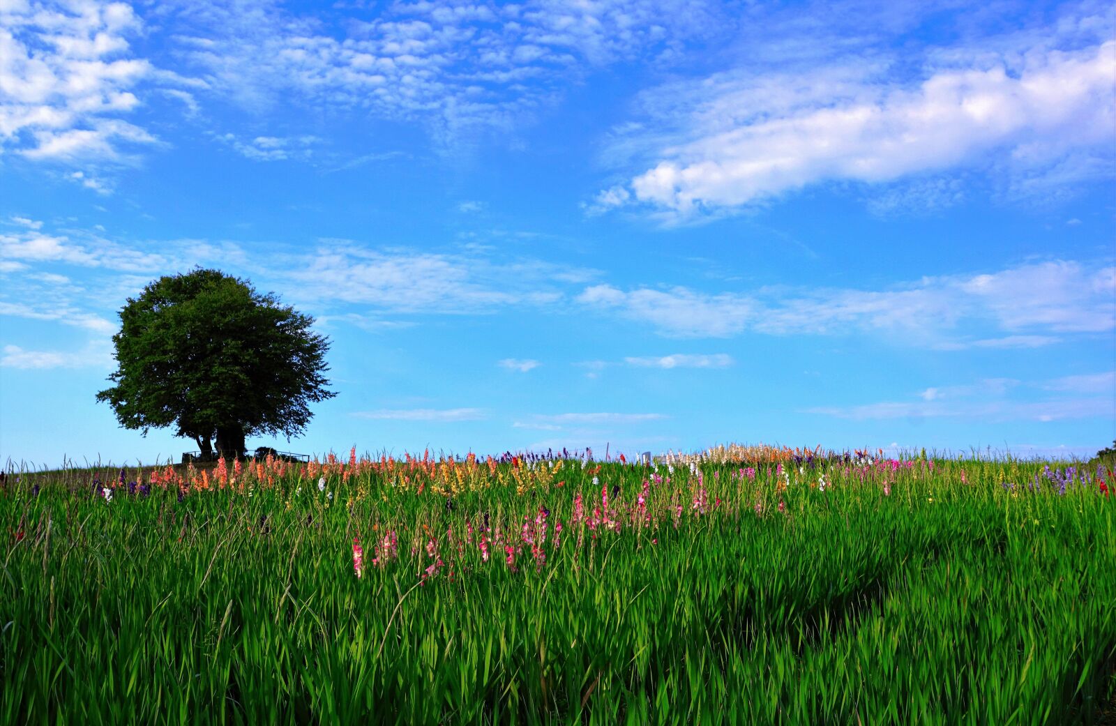 Sony ILCA-77M2 + Sony DT 16-50mm F2.8 SSM sample photo. Meadow, zollikon, switzerland photography