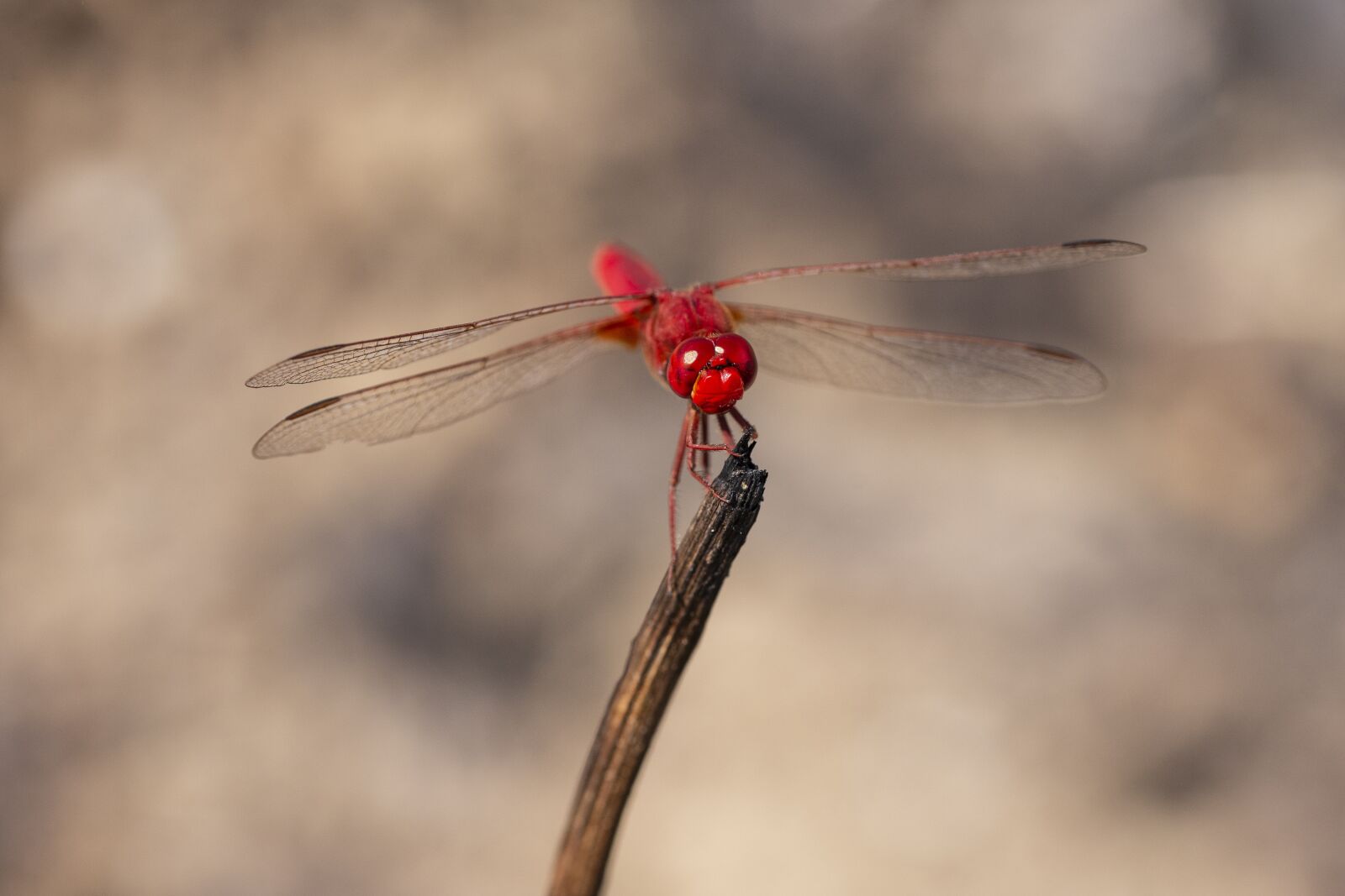 Nikon D600 sample photo. Dragonfly, nature, insect photography