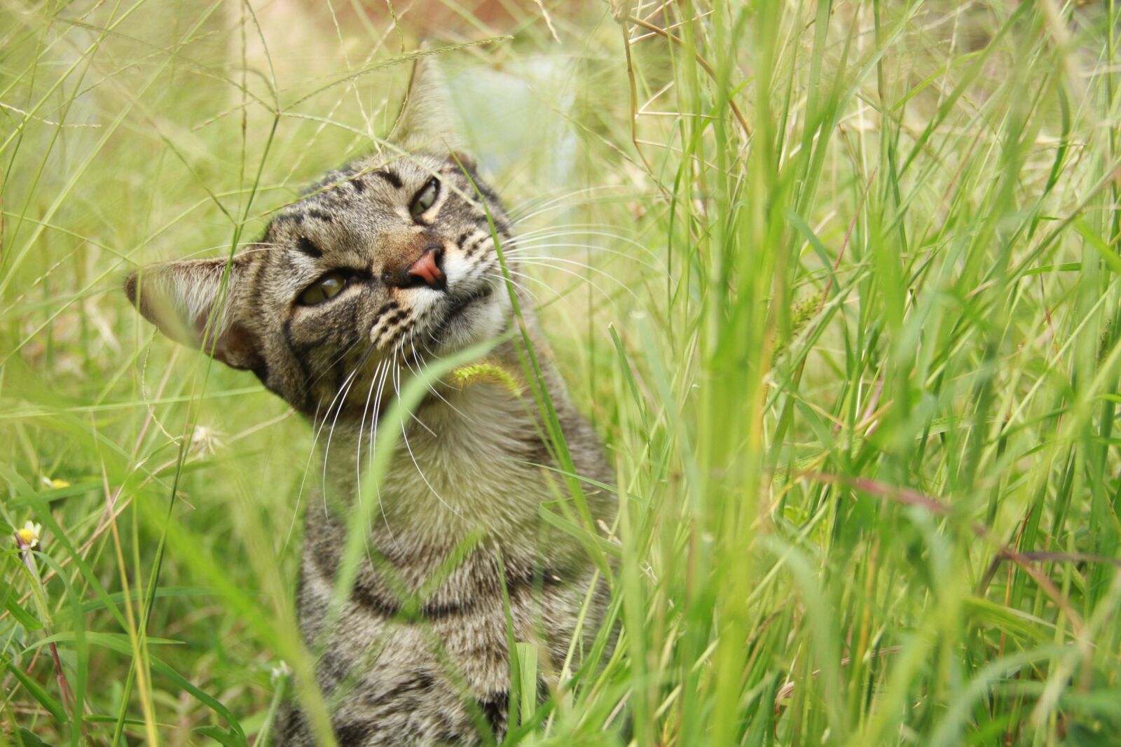 Canon EOS 7D sample photo. Cat, kitten, pet photography