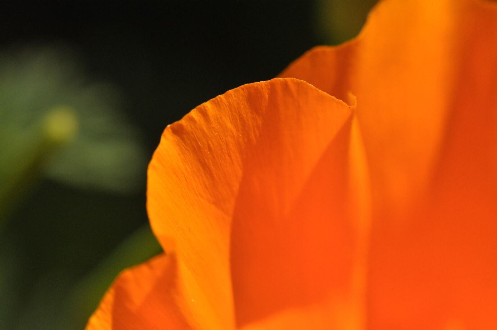 Nikon D90 sample photo. California poppy, orange, yellow photography