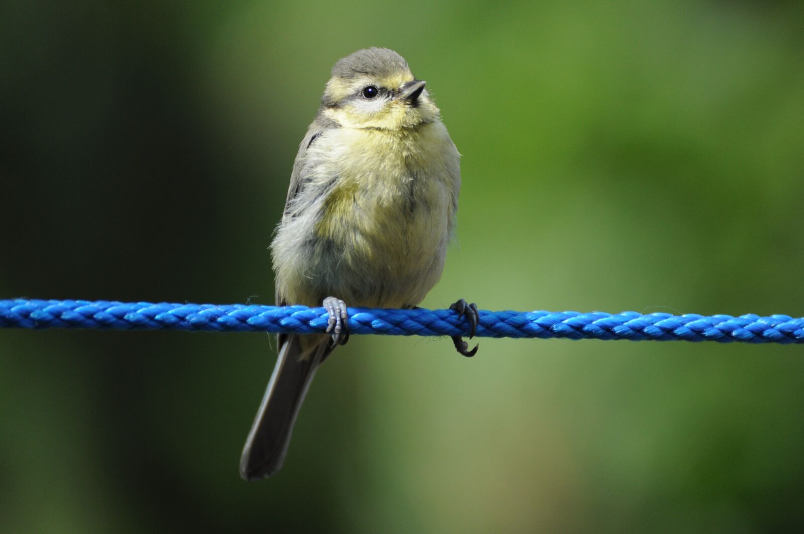 Nikon D5000 sample photo. Tit, bird, songbird photography