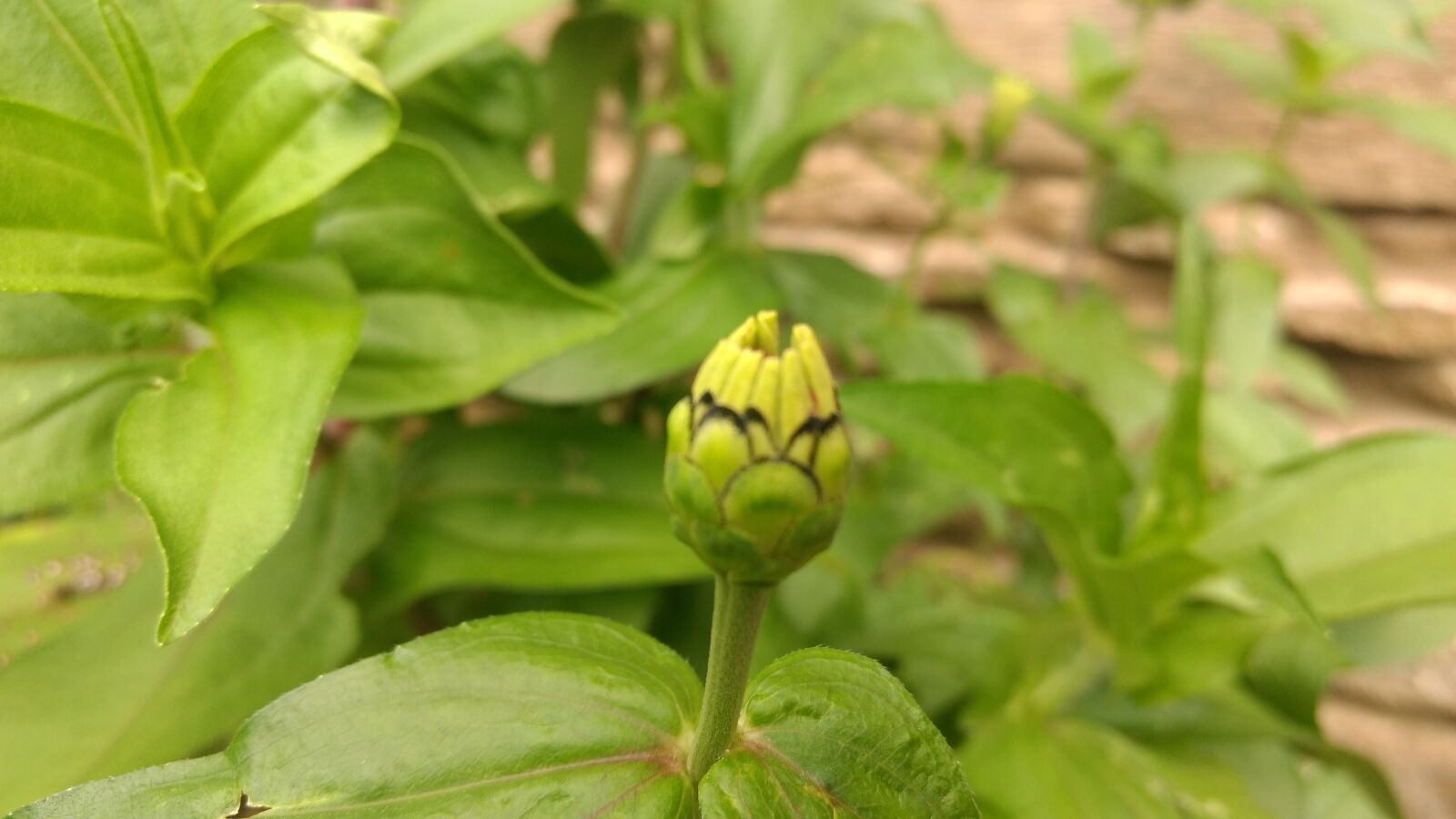 Motorola Moto G (4) sample photo