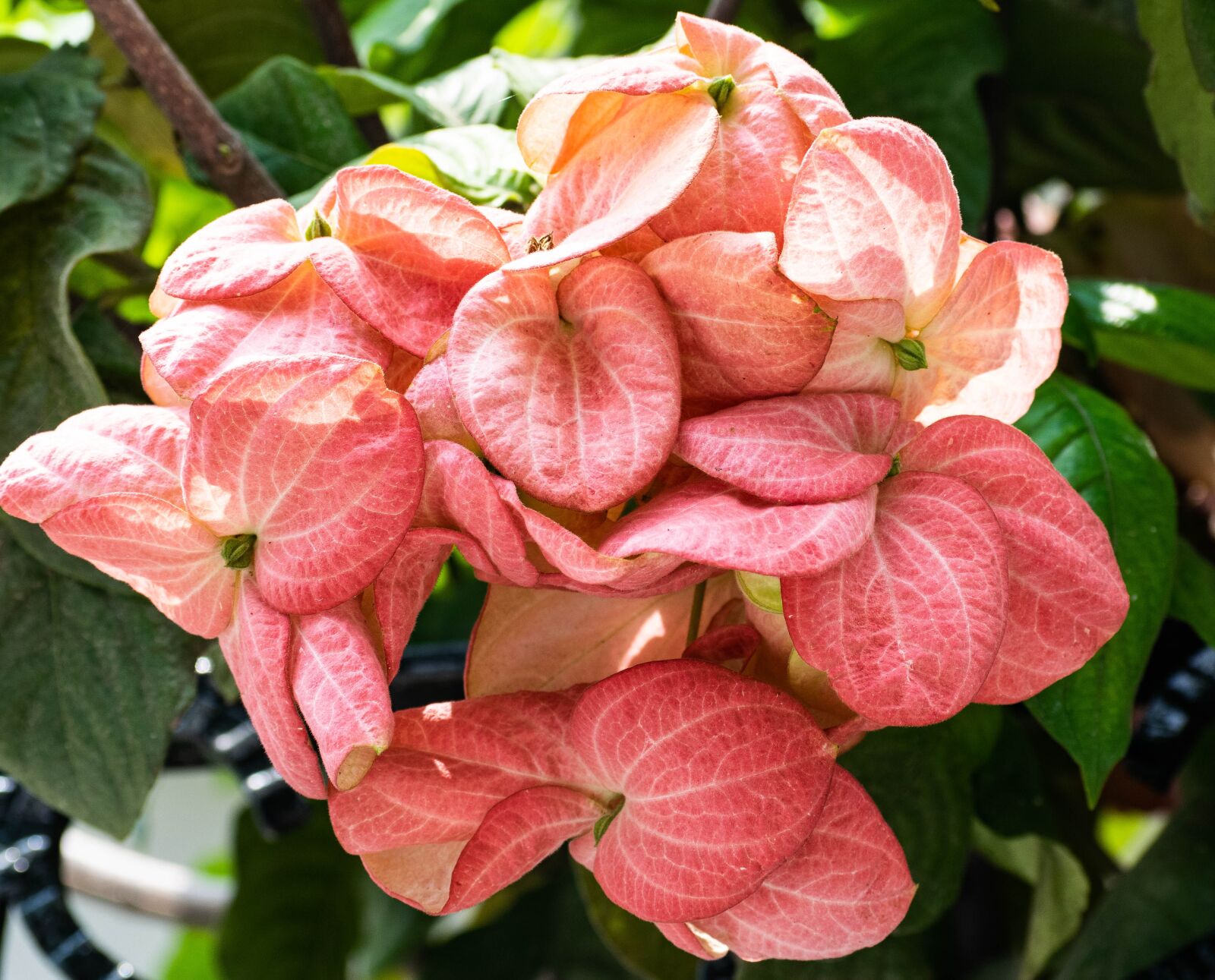 Nikon D3300 sample photo. Flowers, nature, summer photography