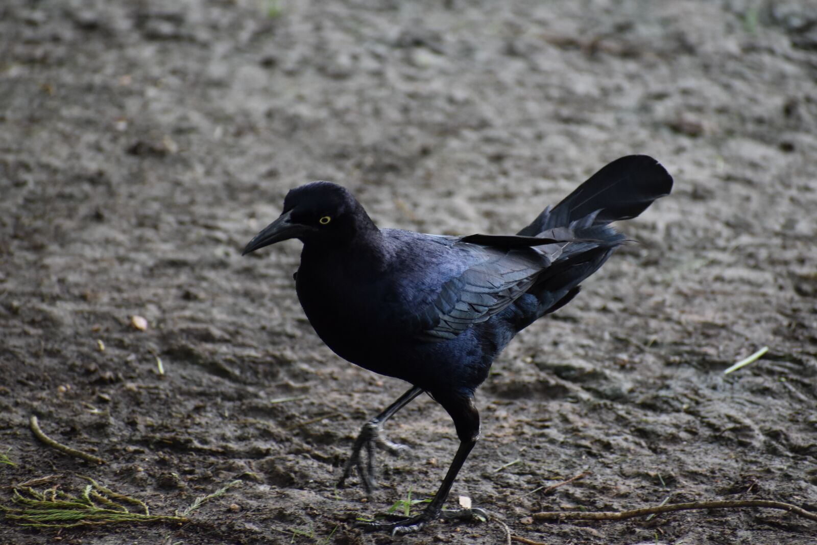 Nikon D3500 sample photo. Raven, crow, black bird photography