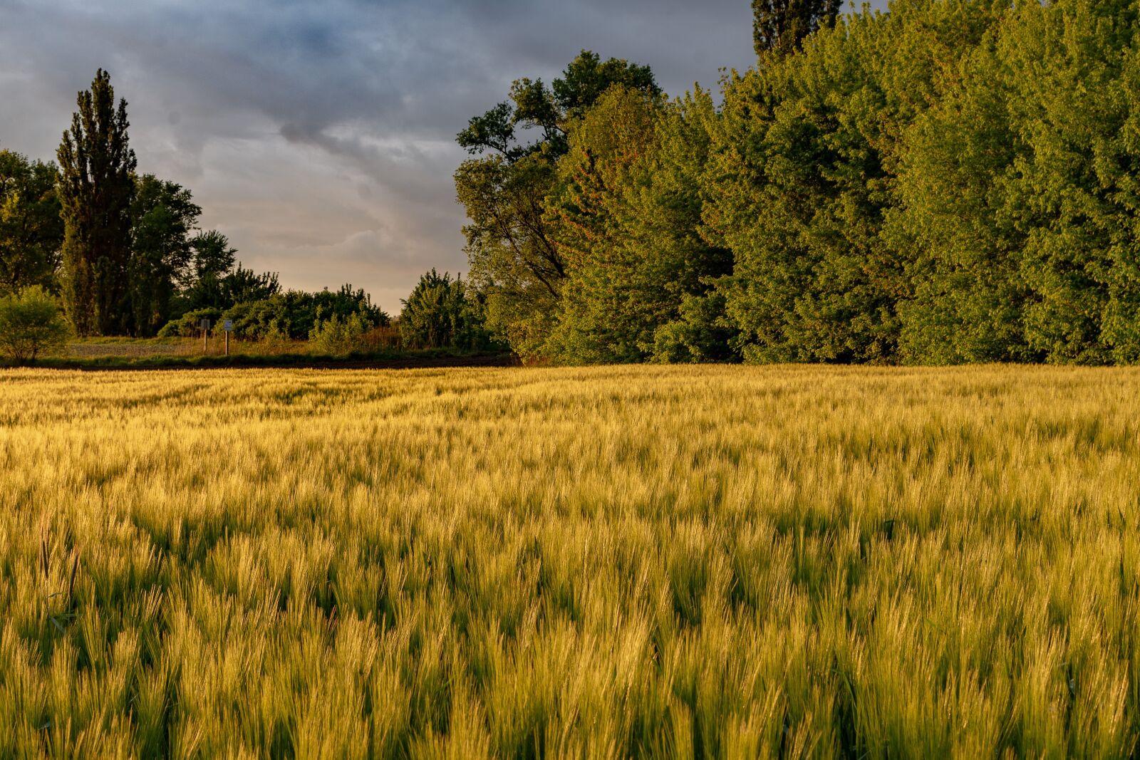 Nikon D7200 sample photo. Storm, sunshine, rain clouds photography