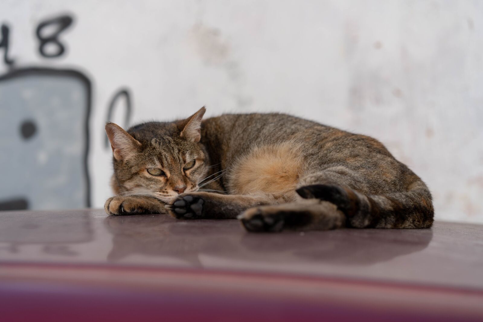 Sony a7 III + Sony Sonnar T* FE 55mm F1.8 ZA sample photo. Cat, car roof, concerns photography