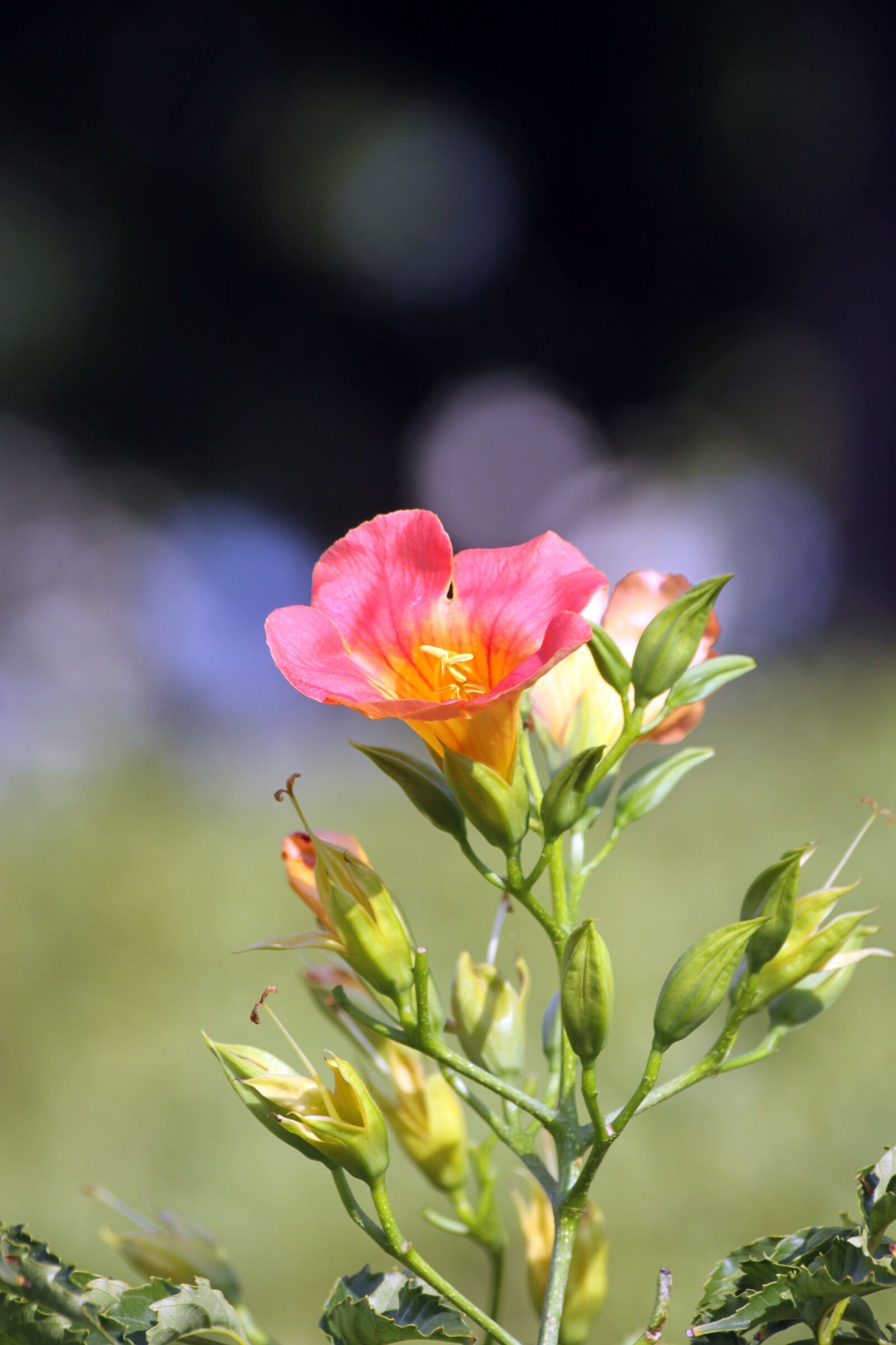 Canon EOS 50D sample photo. Campsis, orange flowers, plants photography