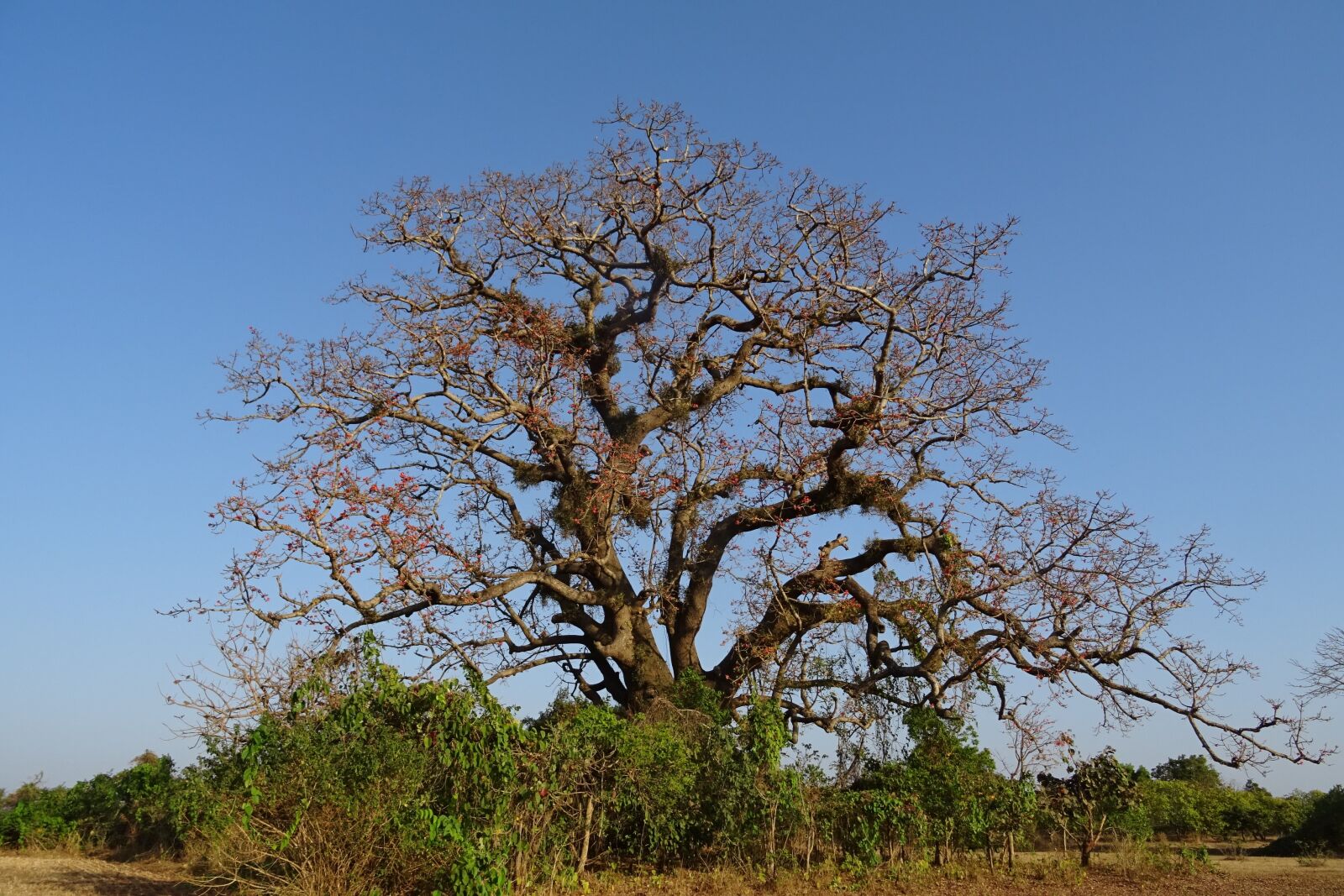 Sony DSC-HX60V sample photo. Tree, old, heritage photography