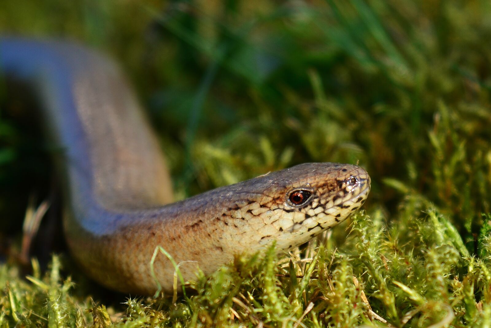 Nikon D5200 sample photo. Slow worm, lizard, animal photography