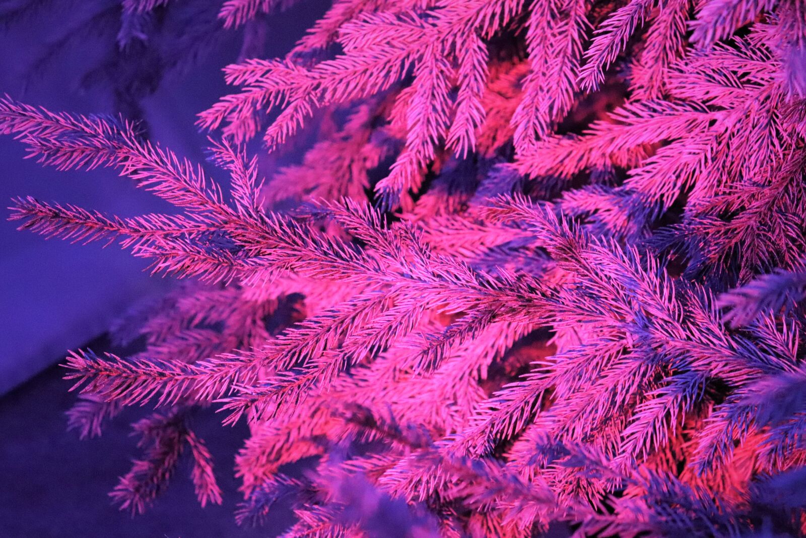 Canon EOS 200D (EOS Rebel SL2 / EOS Kiss X9) sample photo. Fir, decoration, winter photography