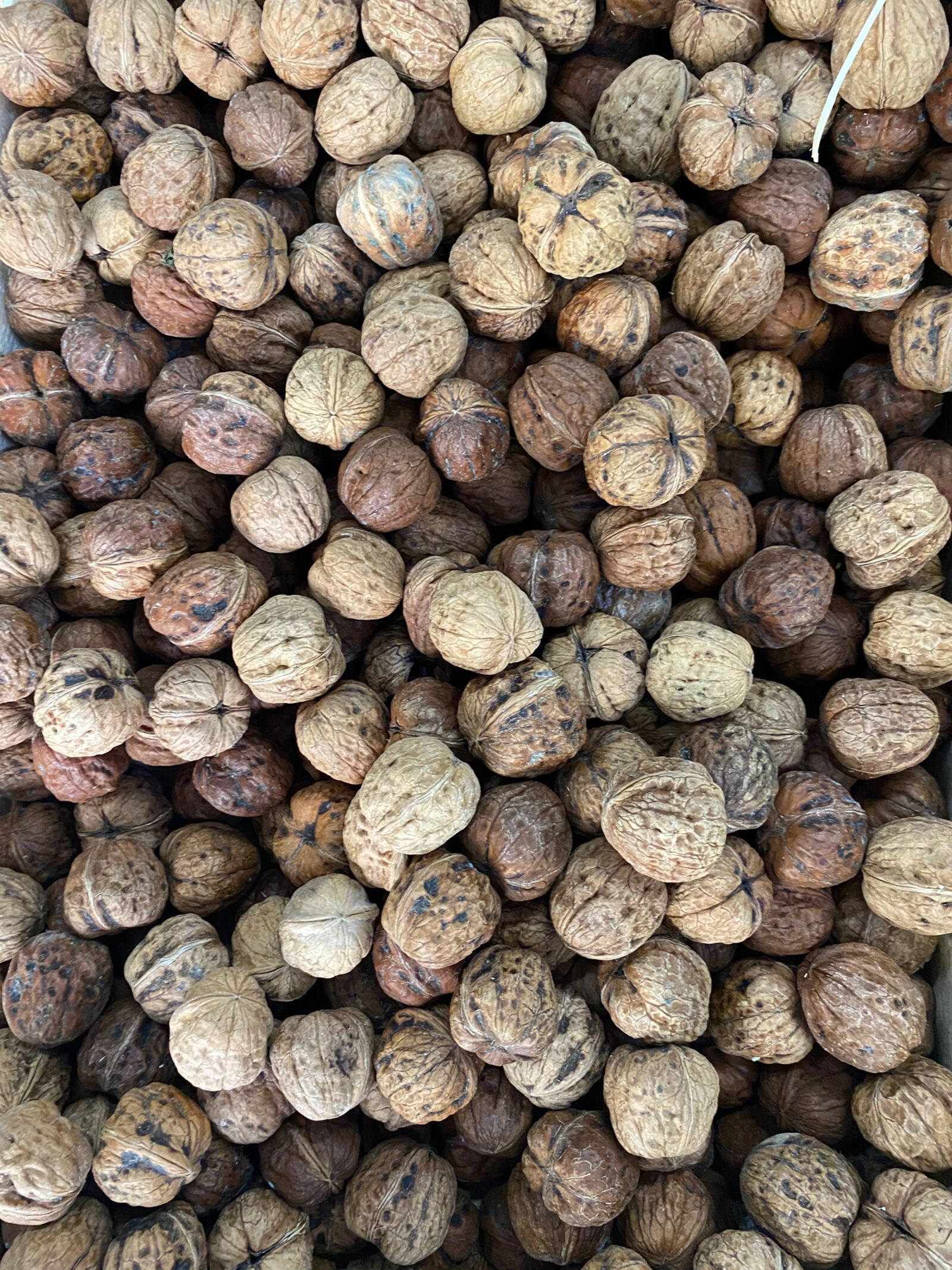Apple iPhone 11 sample photo. Nuts, autumn photography