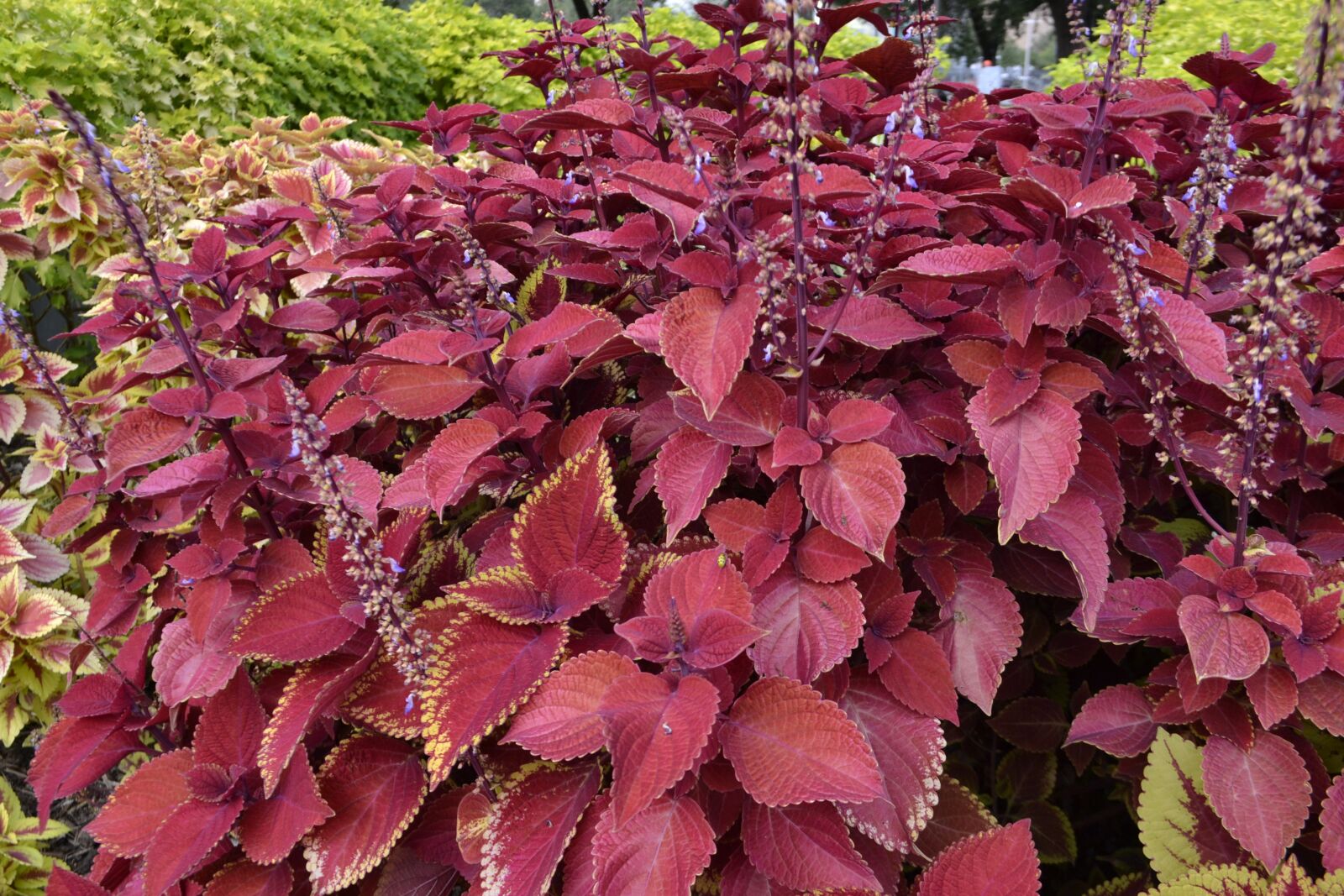 Nikon D3100 sample photo. Coleus plant, flowers, wildflower photography