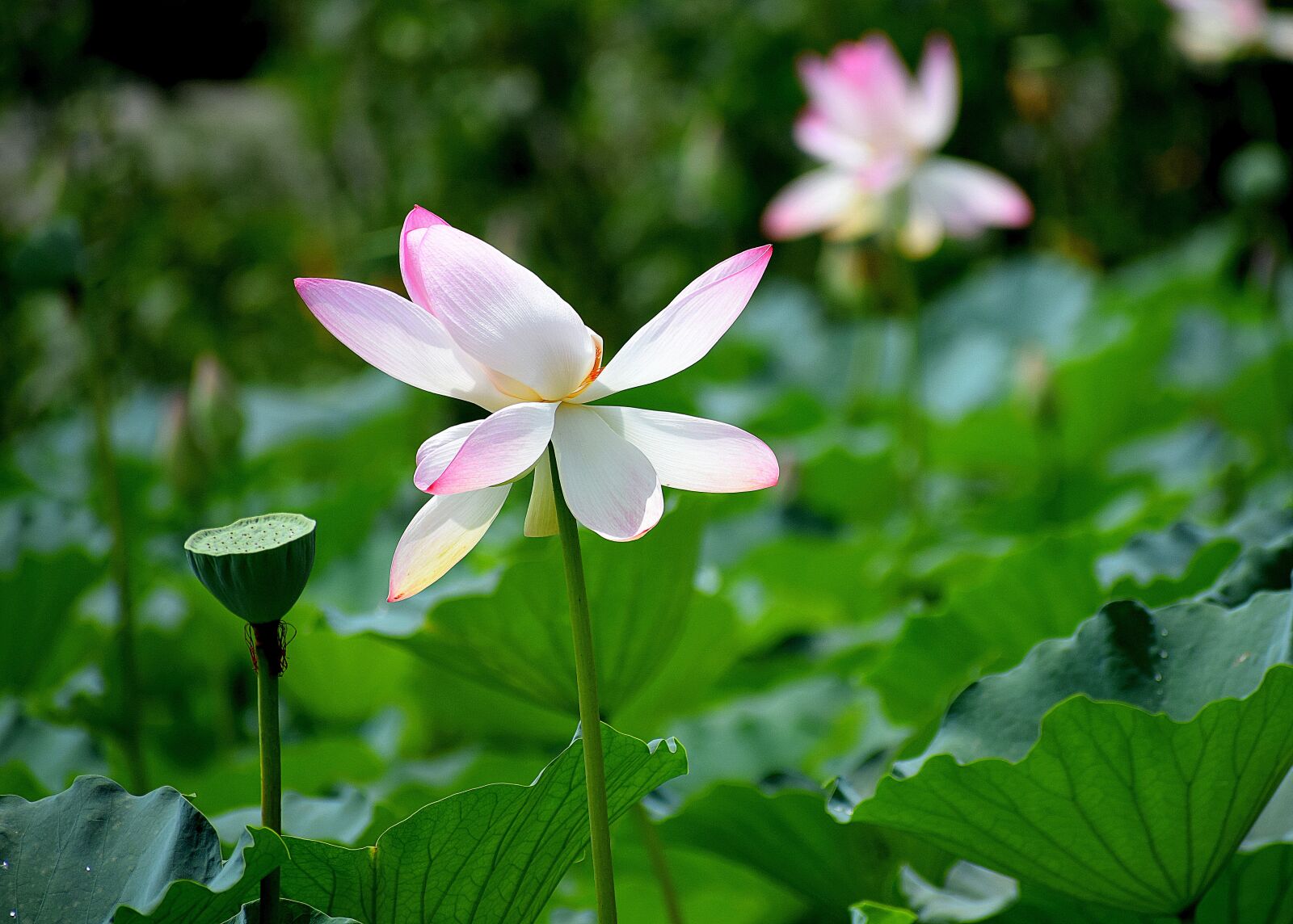 Nikon D3300 sample photo. Lotus, flowers, nature photography