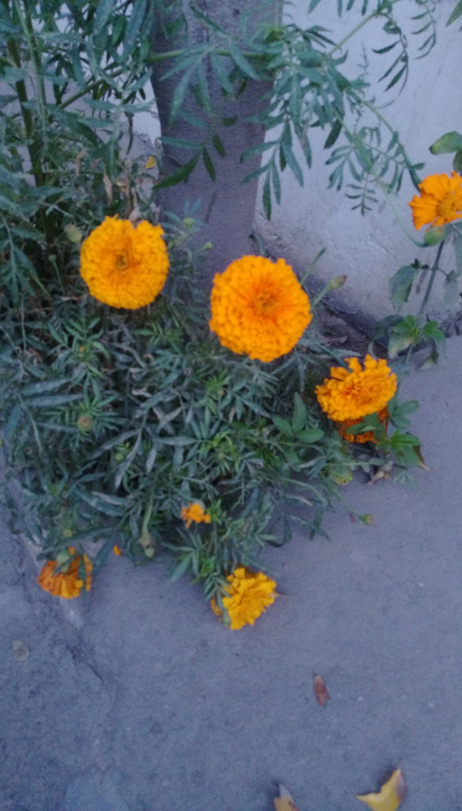 HTC DESIRE 828 DUAL SIM sample photo