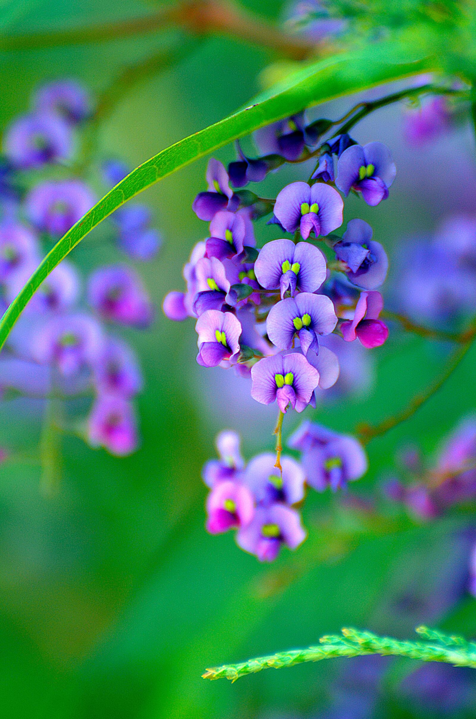 Nikon D7000 sample photo. Nature, flora, flower photography