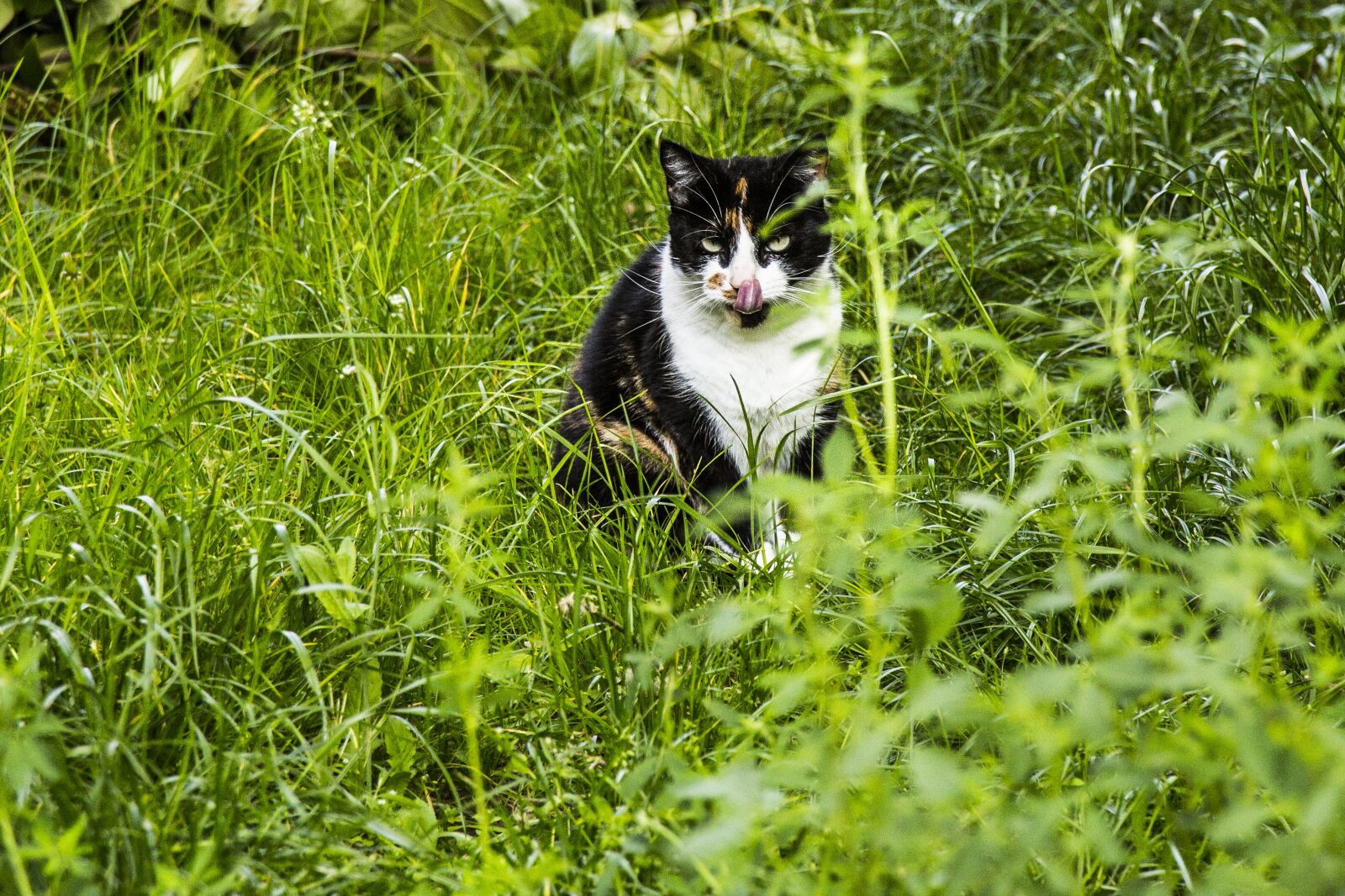 Canon EOS 6D + Canon EF 24-105mm F4L IS USM sample photo. Cats, nature, cat photography