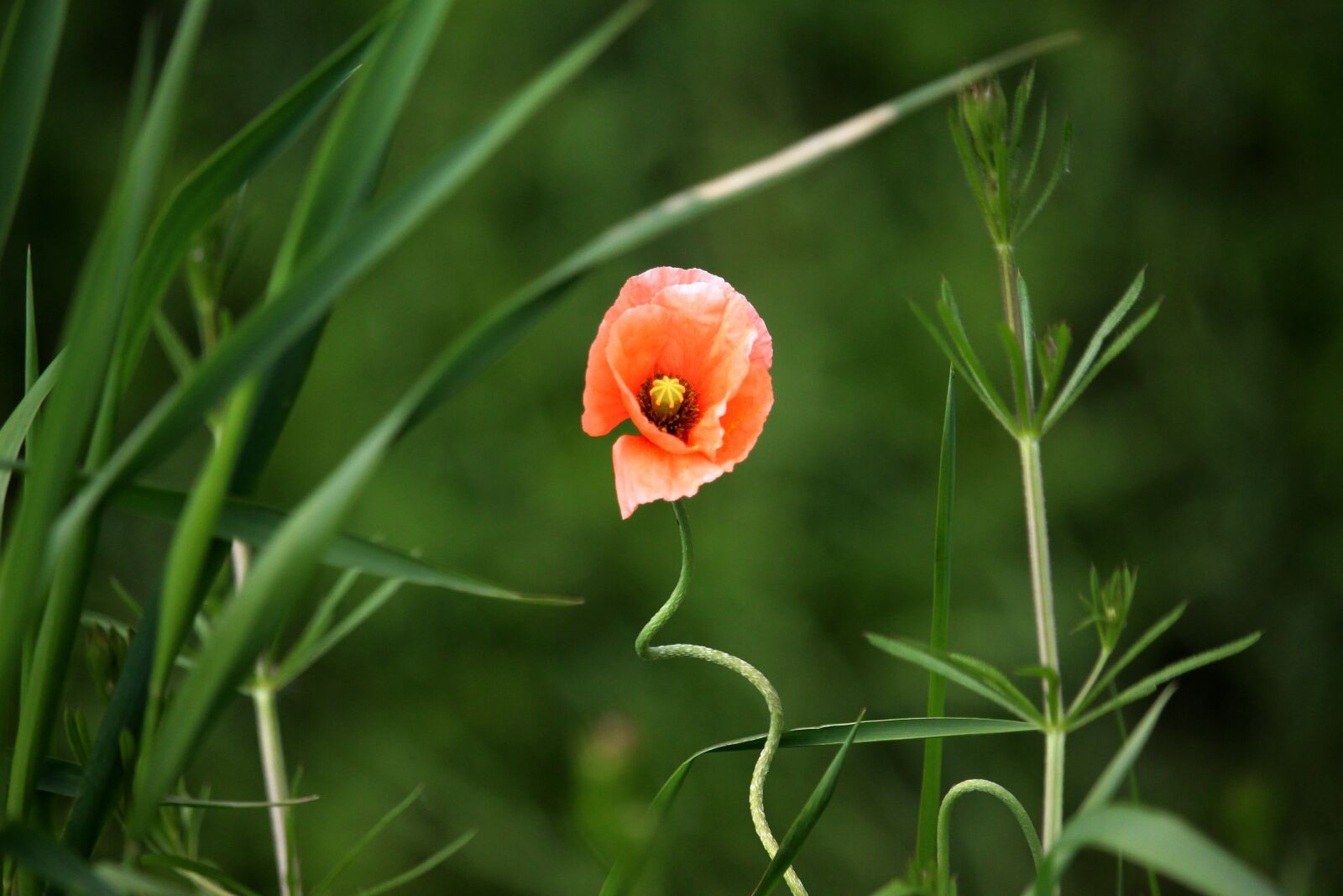 Canon EF-S 55-250mm F4-5.6 IS STM sample photo. Poppy, field, red photography