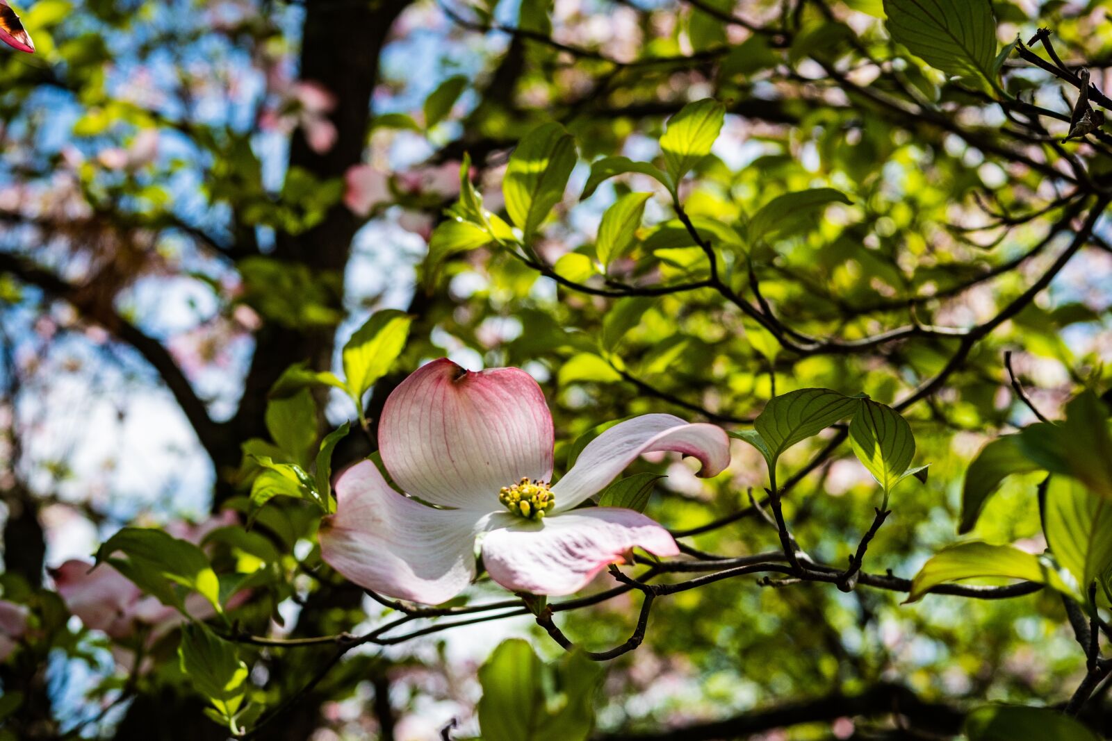 Panasonic Leica DG Summilux 25mm F1.4 II ASPH sample photo. Pink dogwood, flower, garden photography